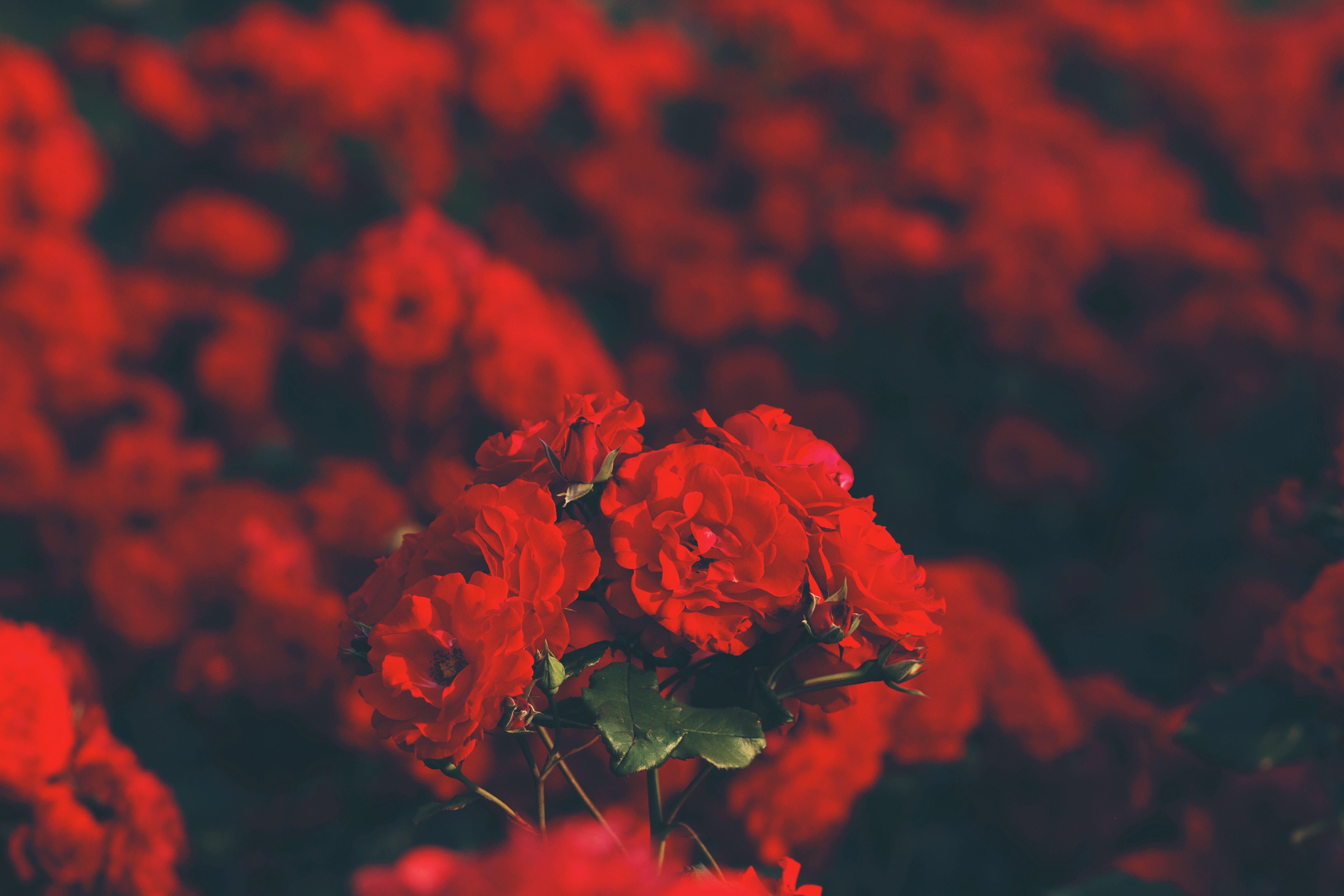 A cluster of red roses in a field of red flowers HD Wallpaper