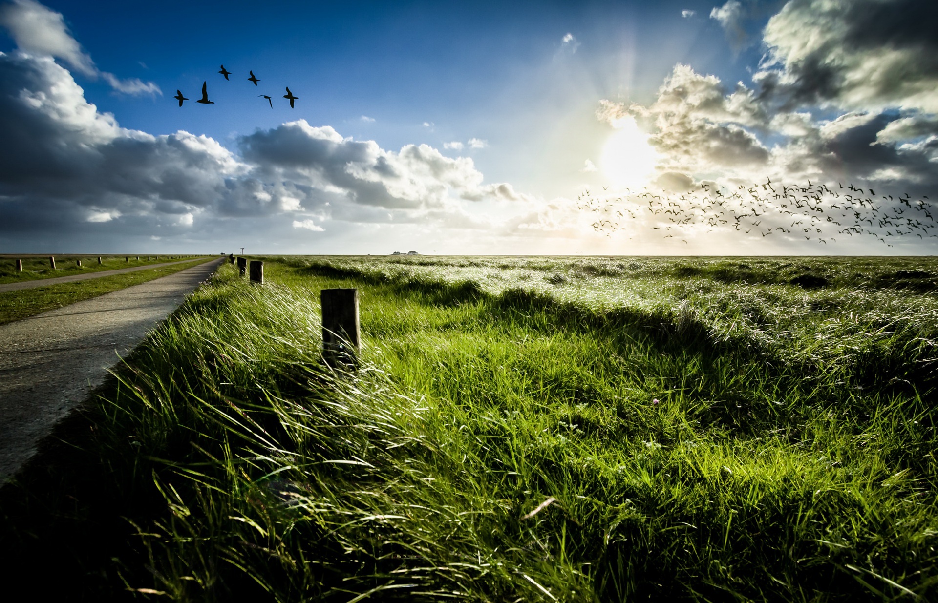 Birds flying over a grassy field with a path HD Wallpaper
