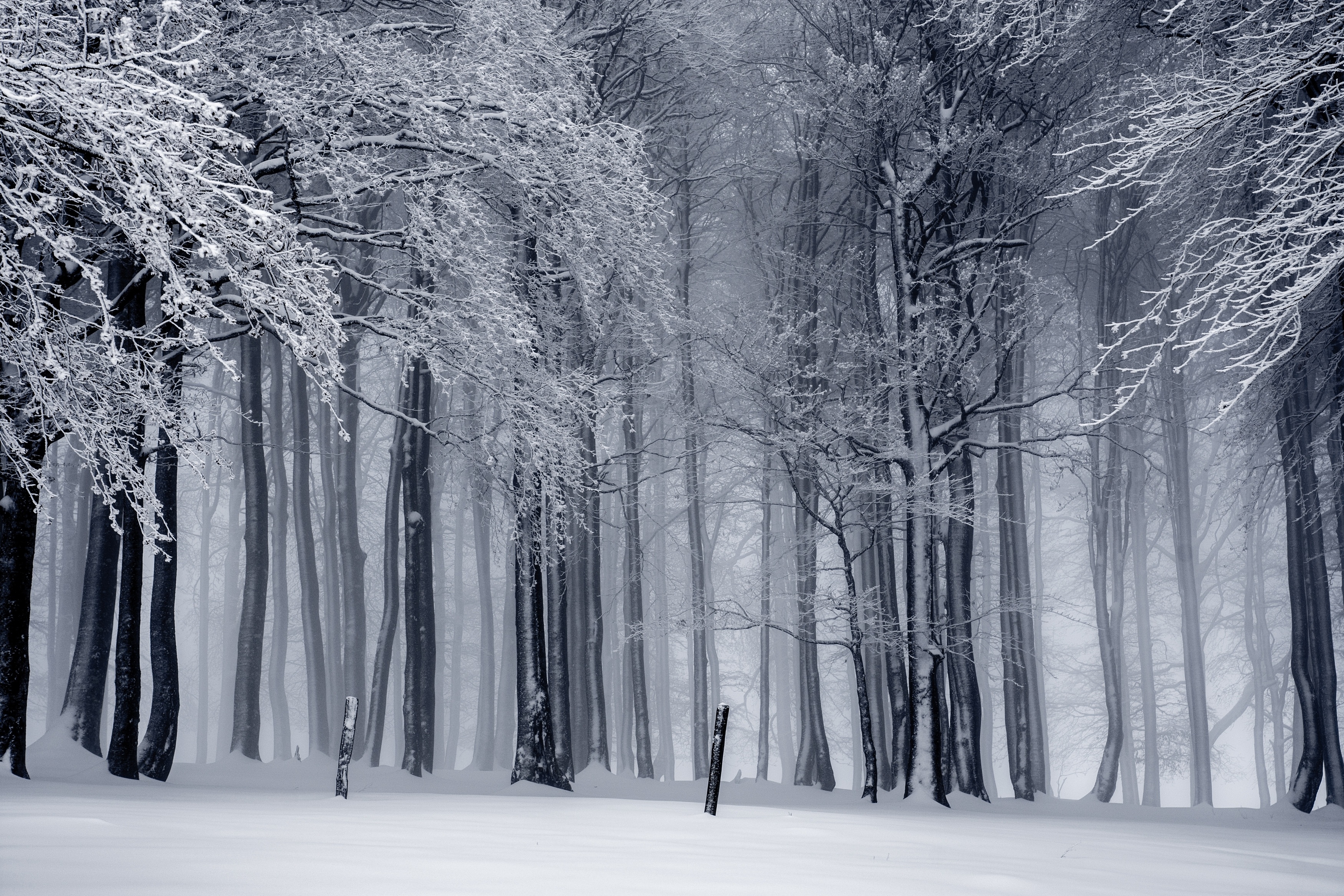 Monochrome winter forest with snow and mist HD Wallpaper