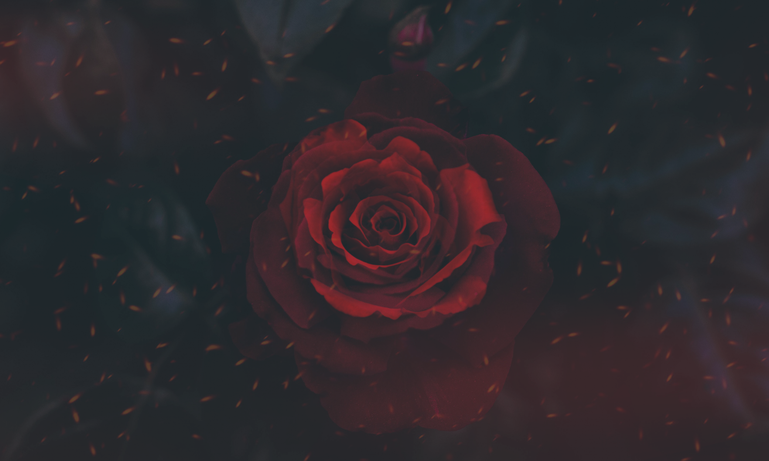 Red rose with glowing embers HD Wallpaper