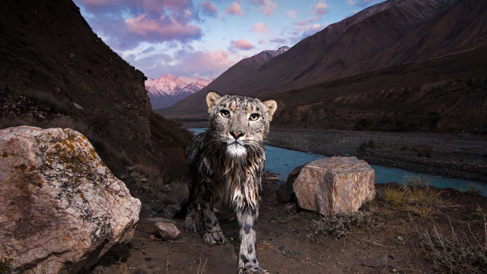 Snow leopard in a mountain landscape HD Wallpaper