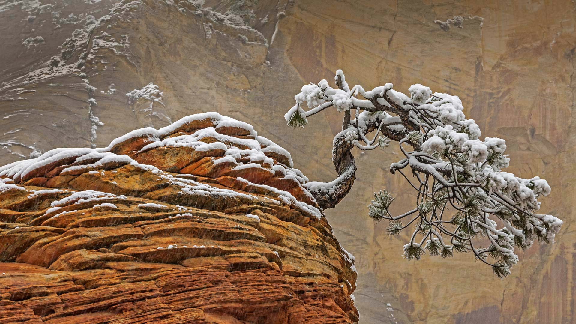 Snow-covered pine tree on a rocky cliff HD Wallpaper