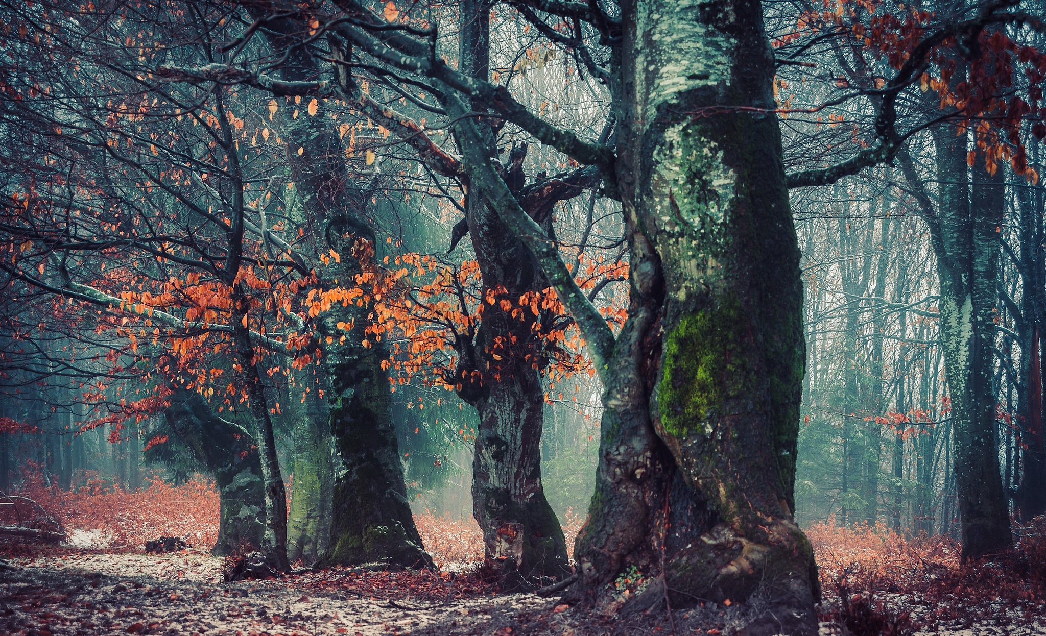 Misty forest with autumn leaves and mossy trees HD Wallpaper