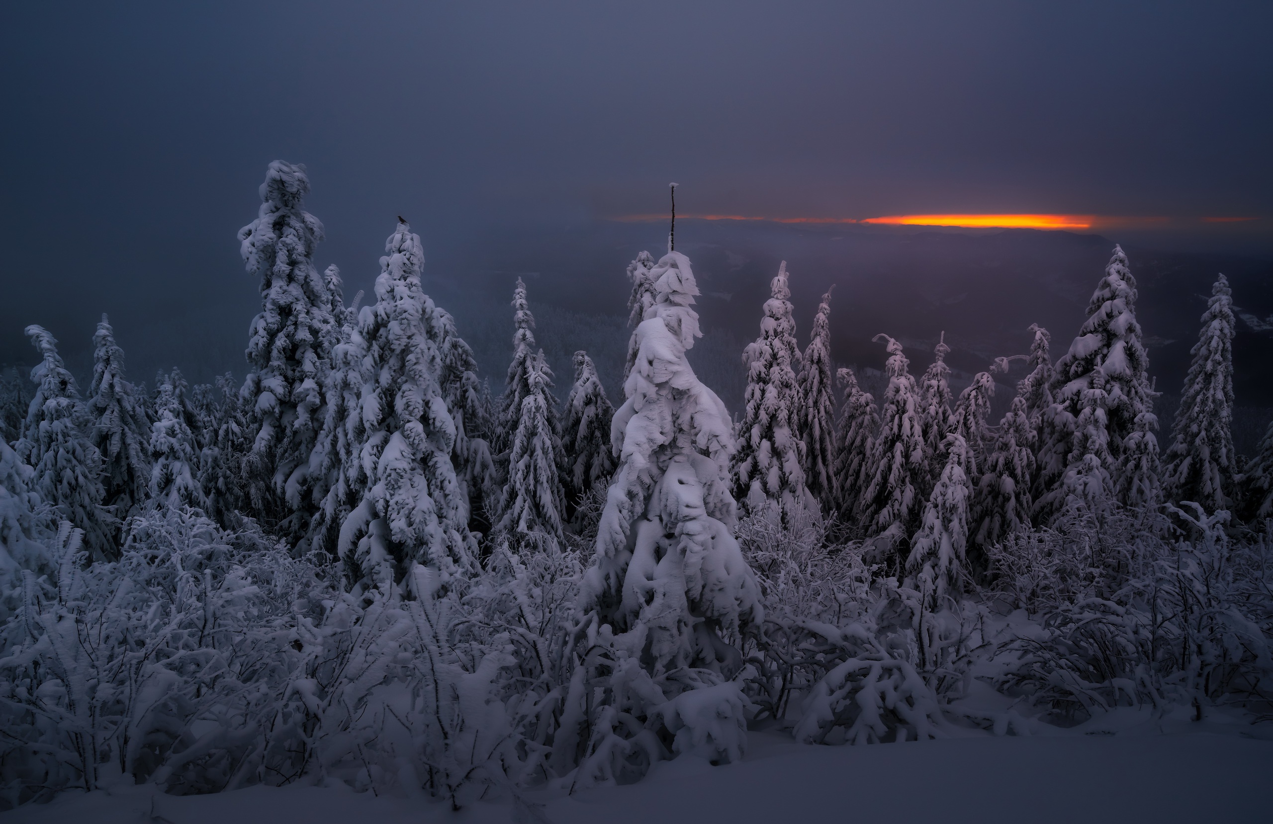 Snow-covered trees at dusk with orange sunset glow HD Wallpaper