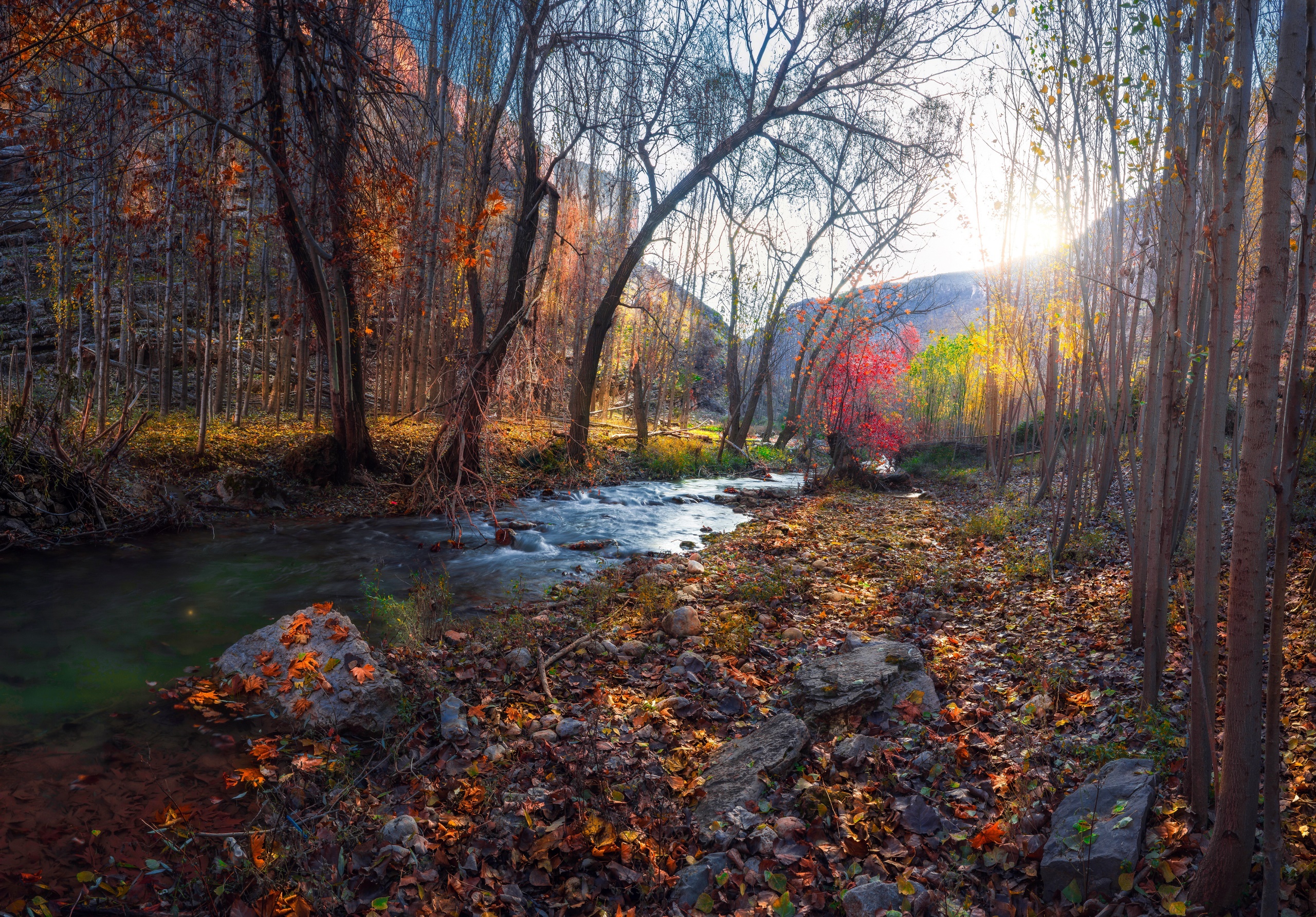 Autumn forest with a stream and colorful trees HD Wallpaper