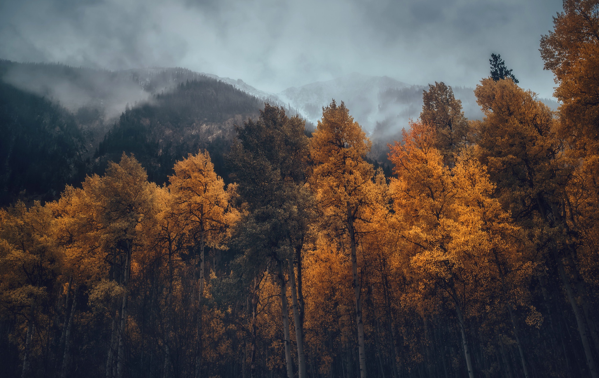 Autumn forest with mountains and fog HD Wallpaper