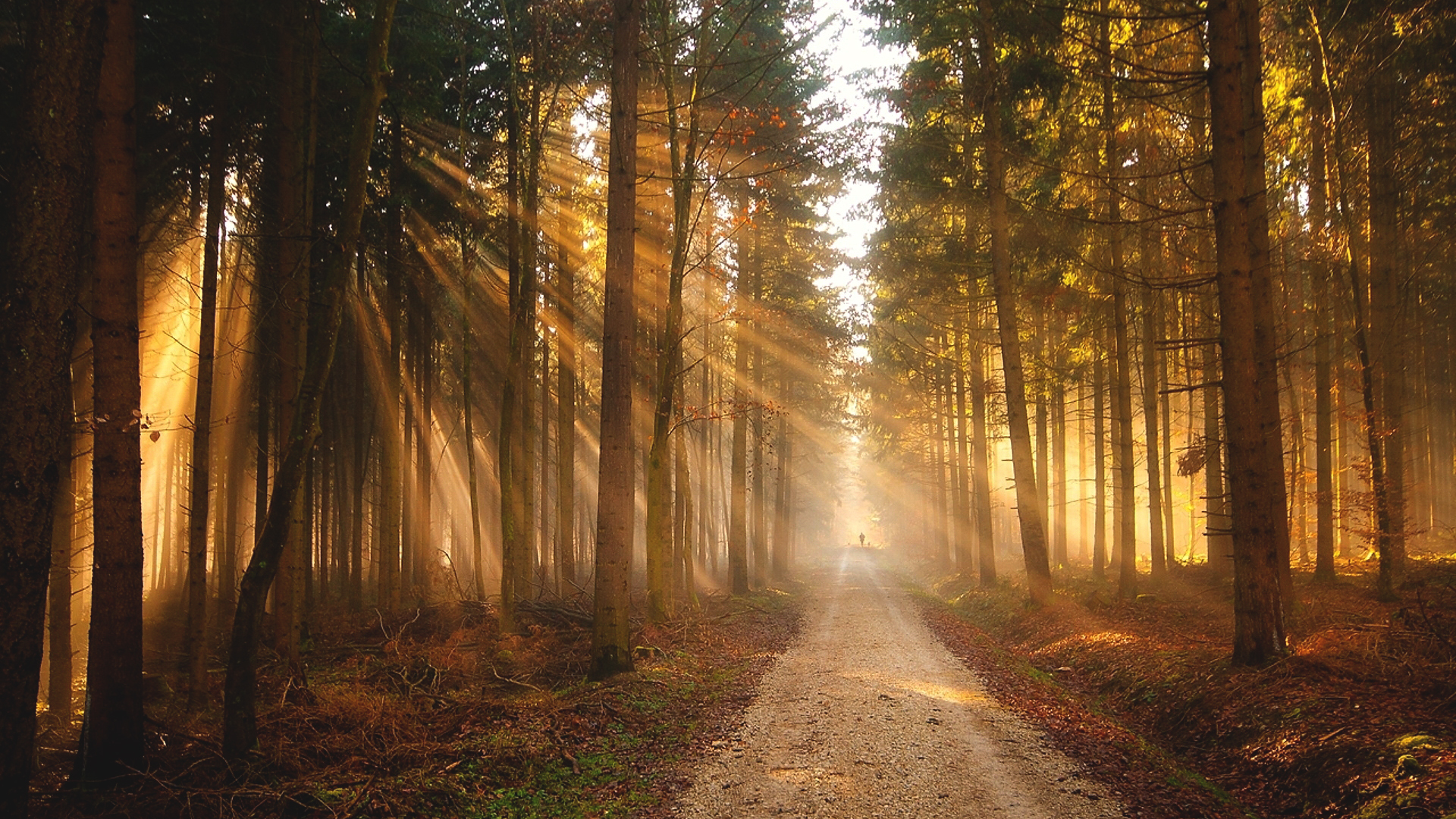 Sun rays filtering through a forest path HD Wallpaper