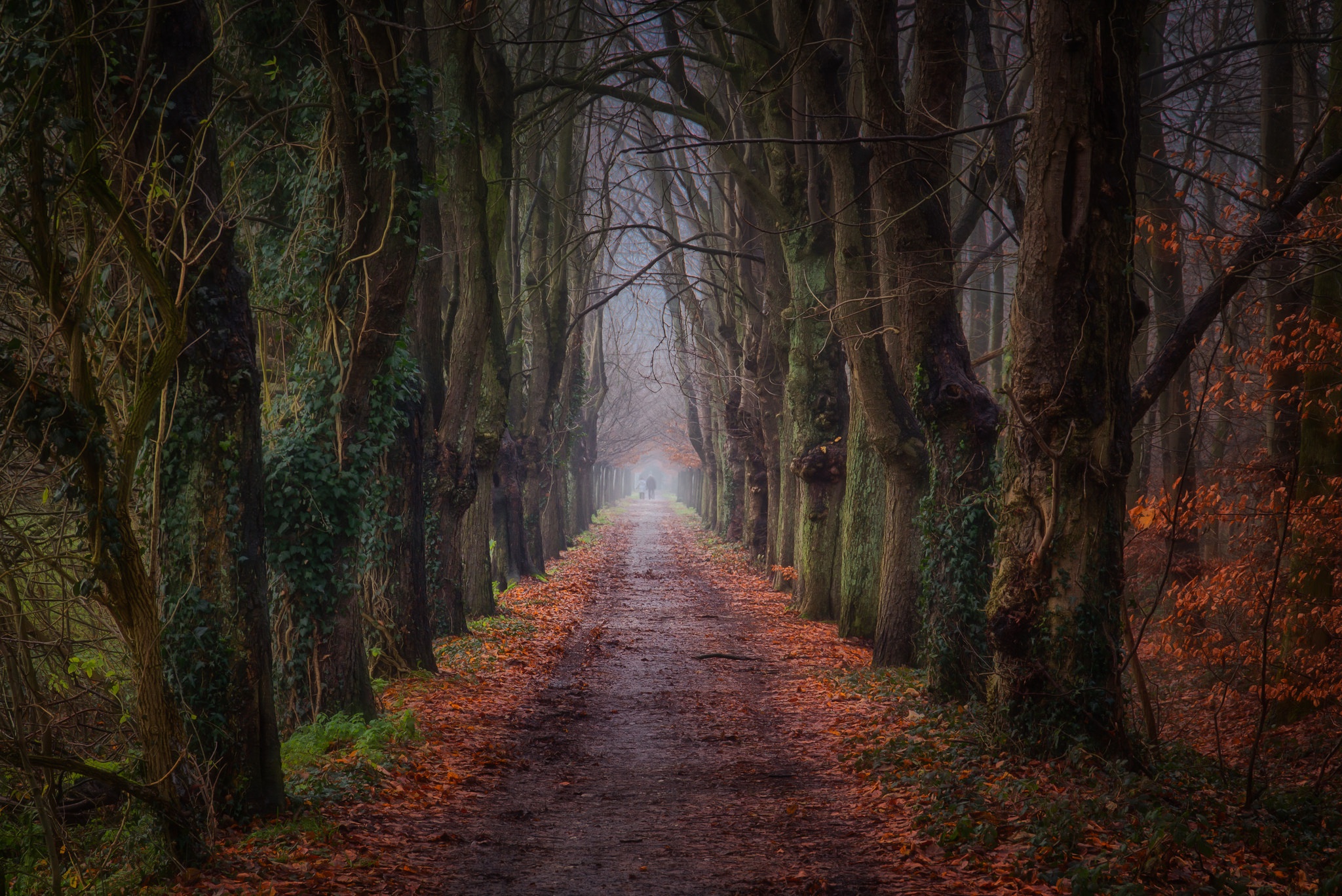 A path through a tree-lined forest in fall HD Wallpaper