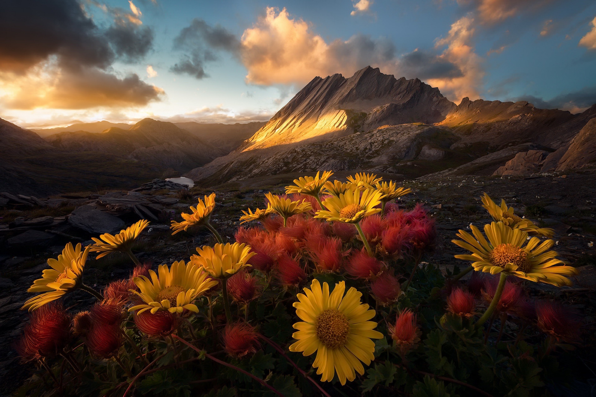 Yellow flowers in front of mountains at sunset HD Wallpaper