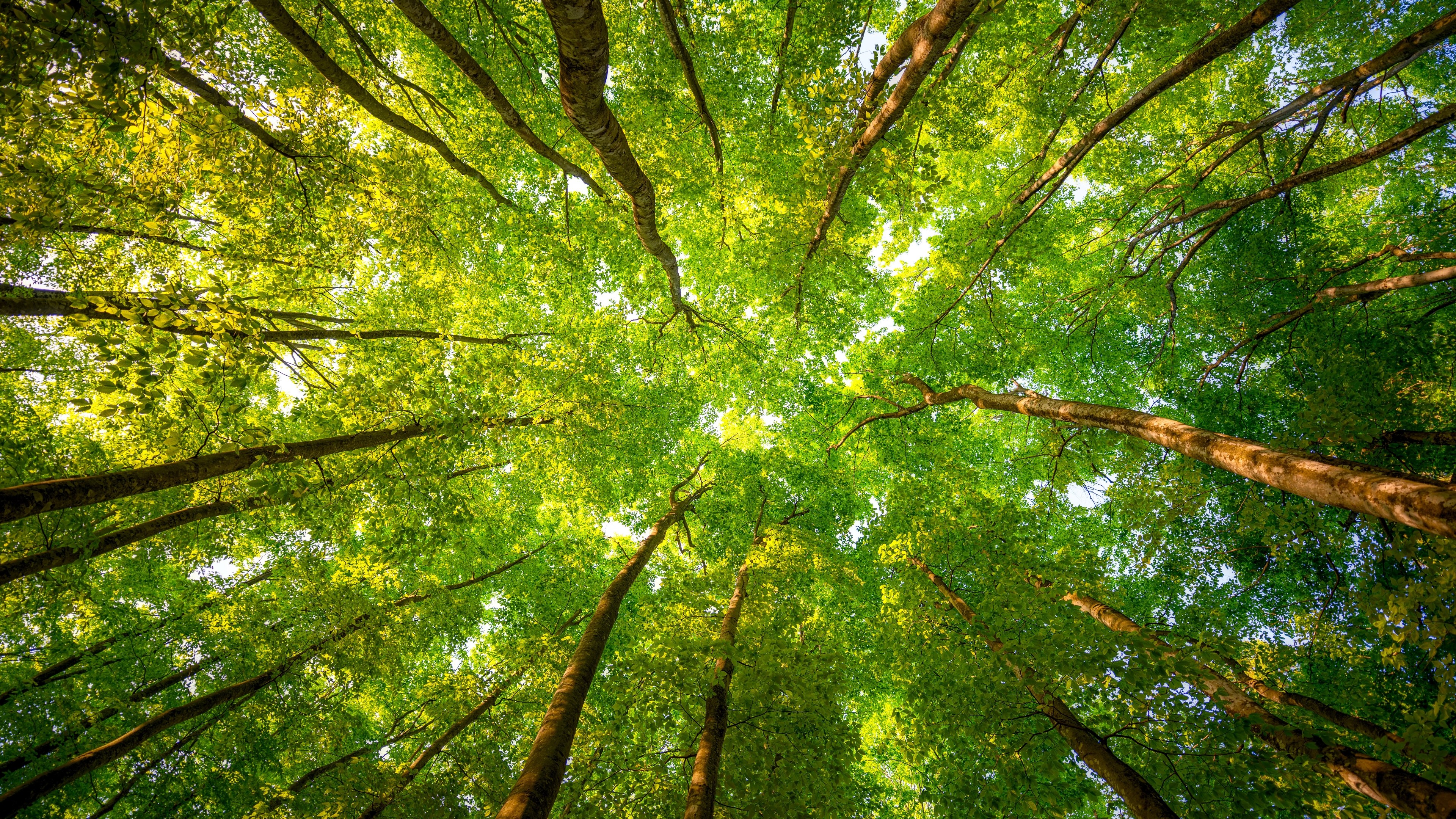 Looking up through green forest canopy HD Wallpaper