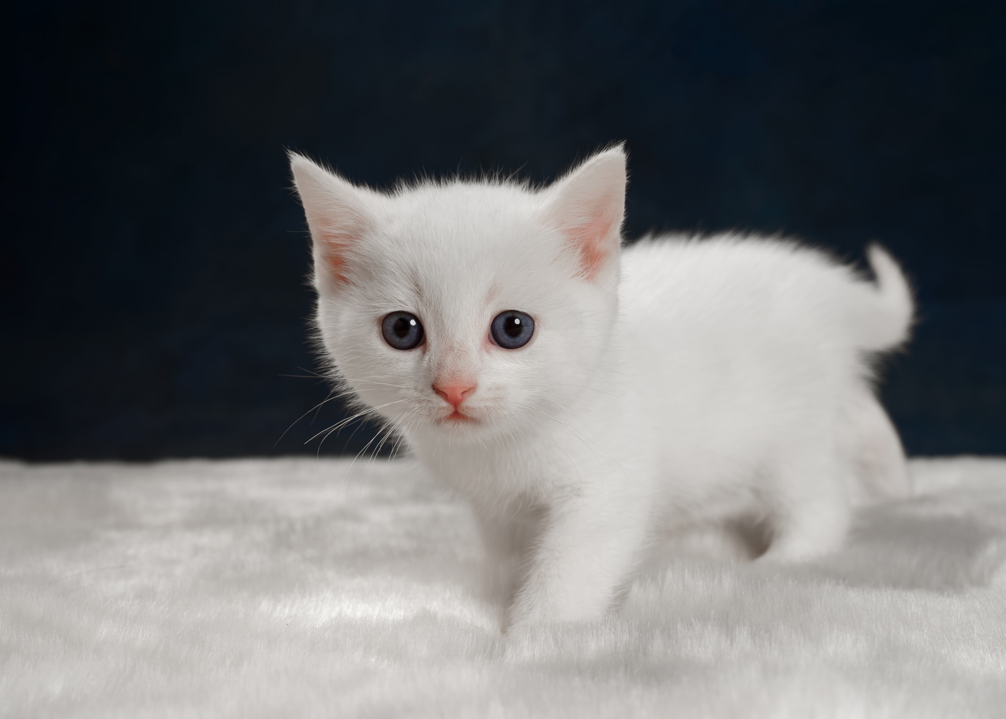 kittens, white, animals, cat, baby animals HD Wallpaper