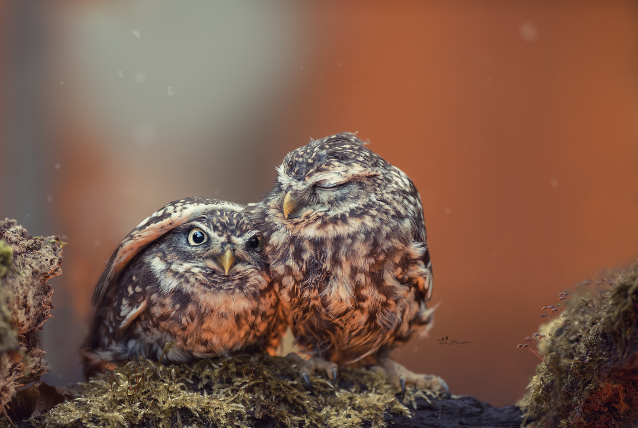 Two little owls cuddling on mossy branch HD Wallpaper