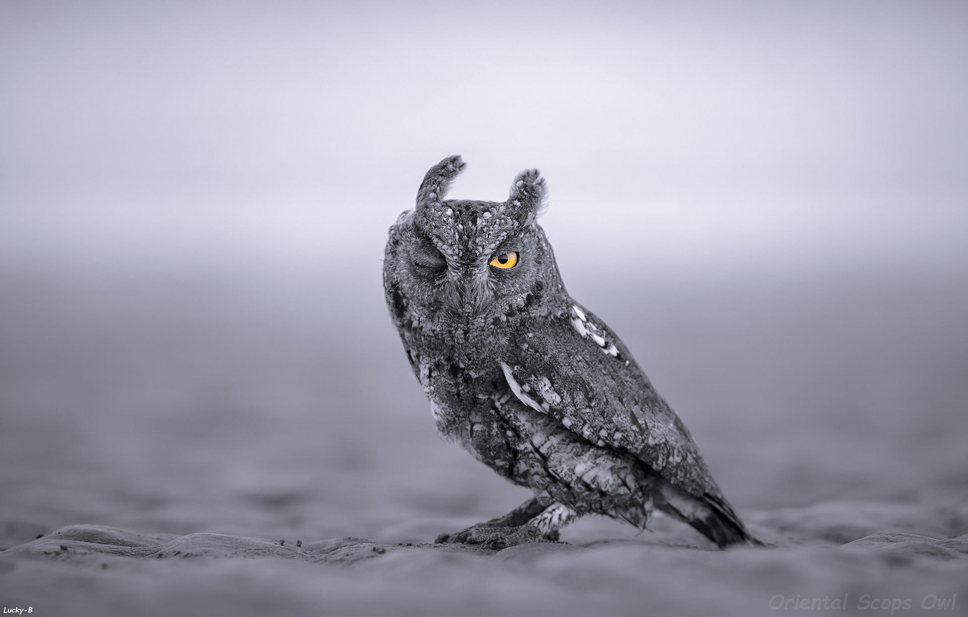 Oriental Scops Owl winking on sandy ground HD Wallpaper