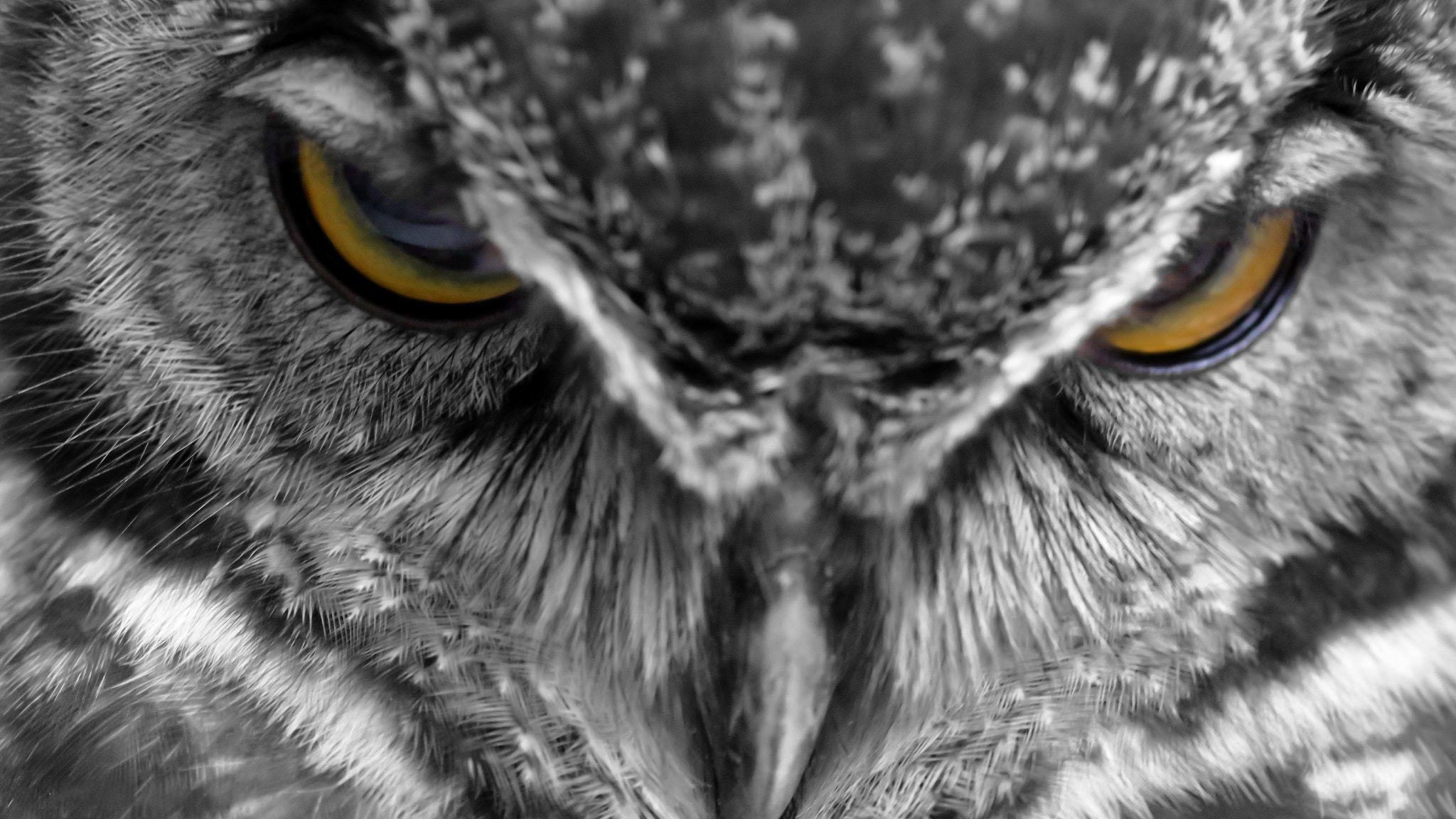 Close-up of an owl's face with yellow eyes HD Wallpaper