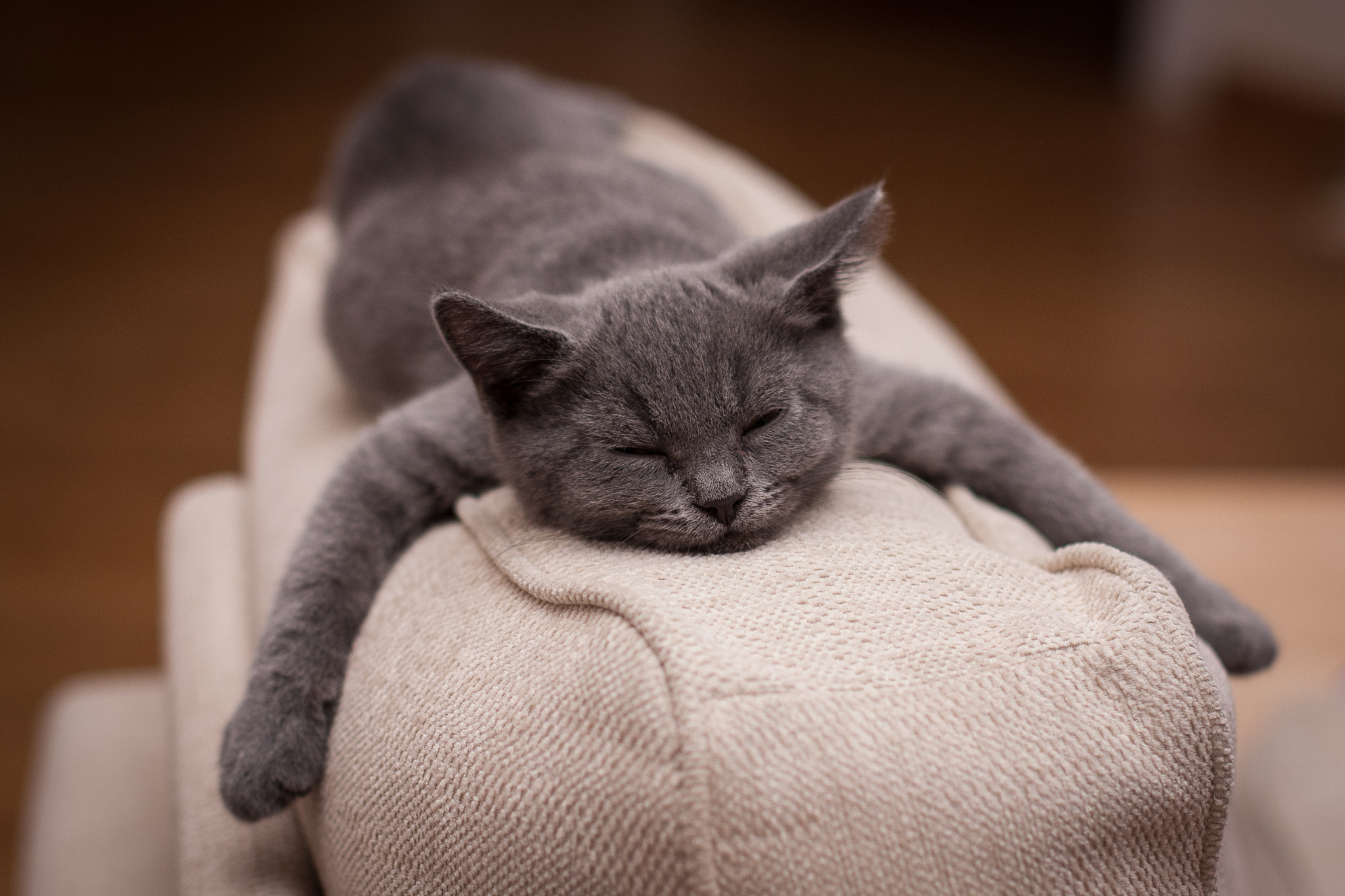 Gray cat sleeping on a couch HD Wallpaper