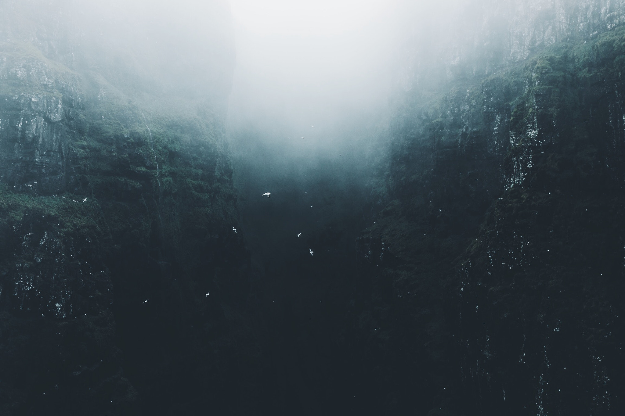 Birds flying through a misty canyon HD Wallpaper