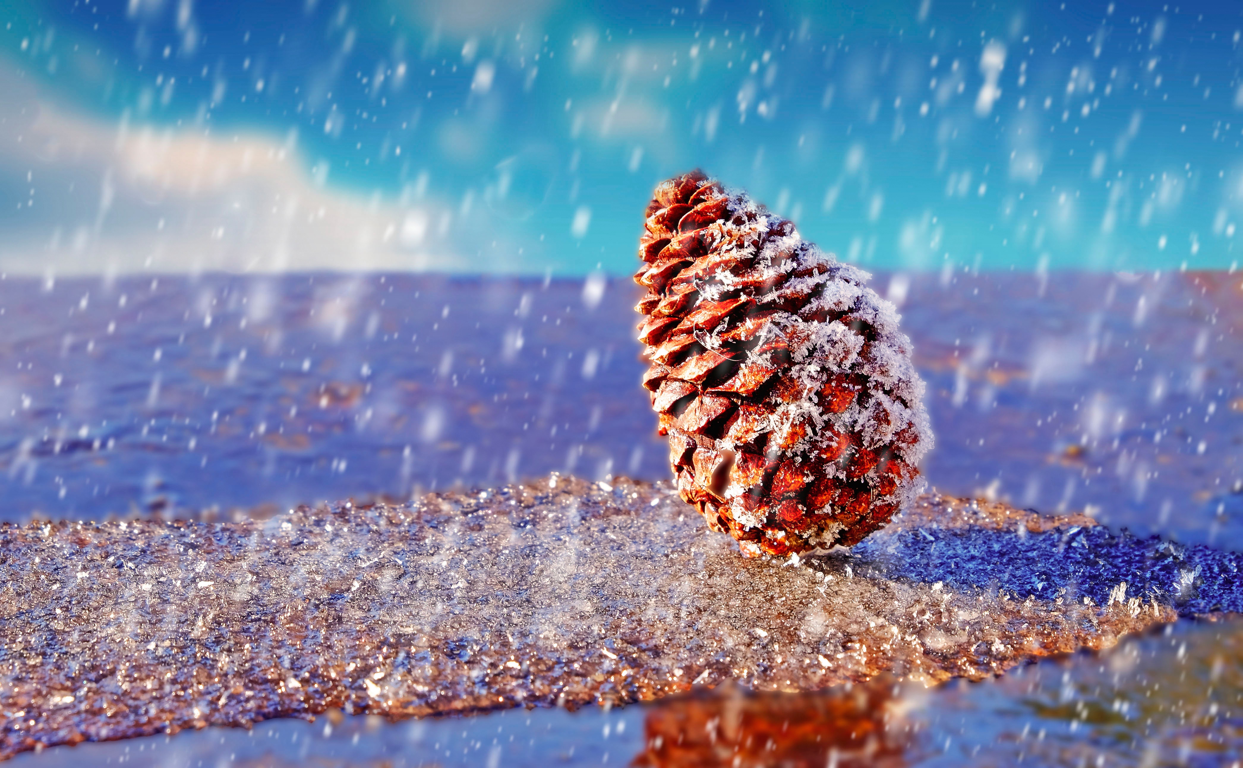 Pine cone covered in snow during snowfall HD Wallpaper