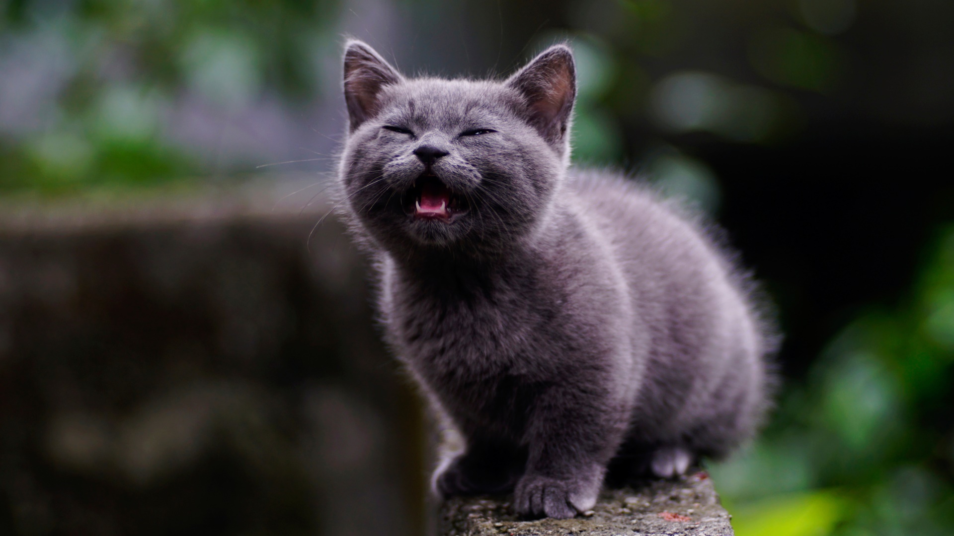 A gray kitten sitting on a stone wall HD Wallpaper