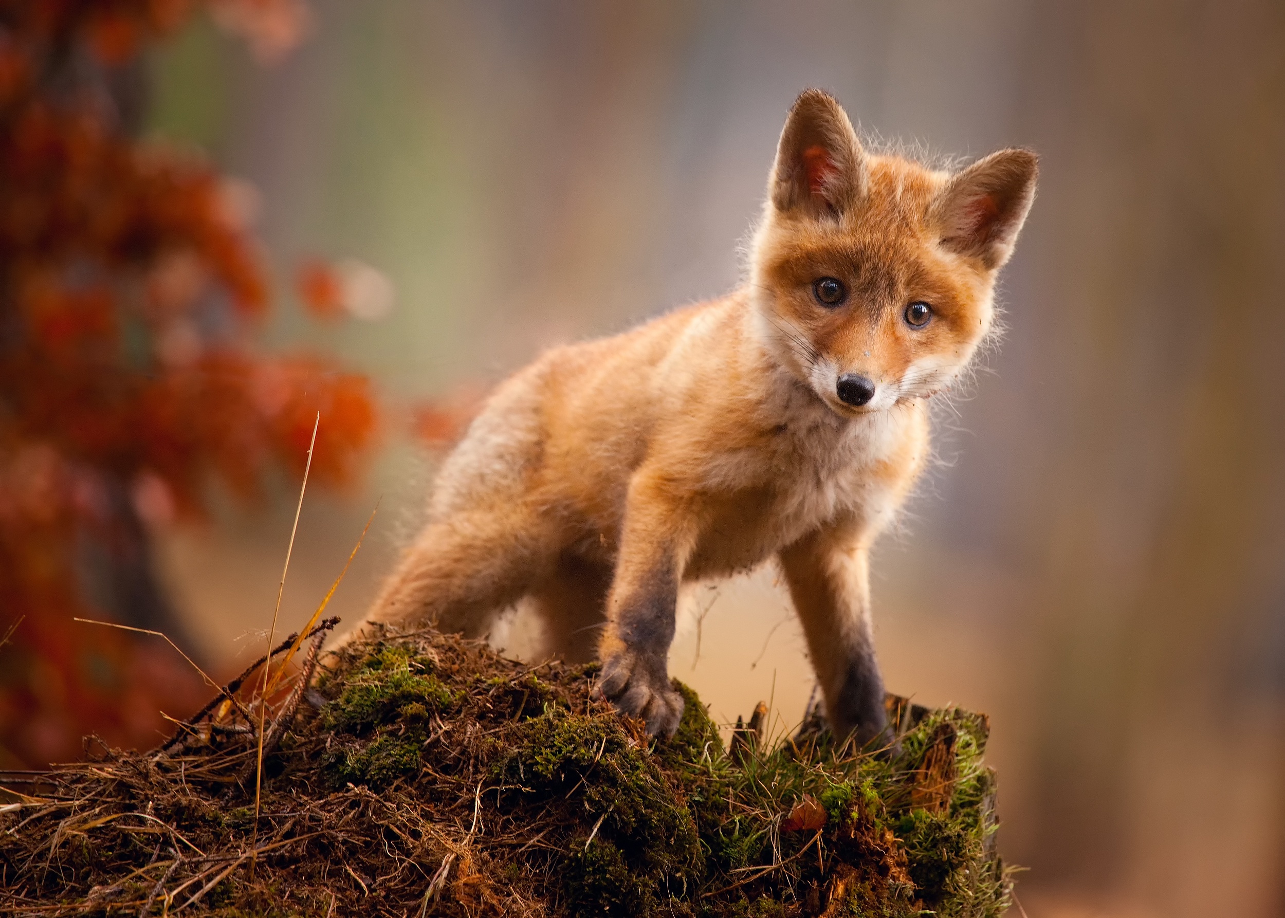 A young fox stands on a mossy stump in a forest HD Wallpaper