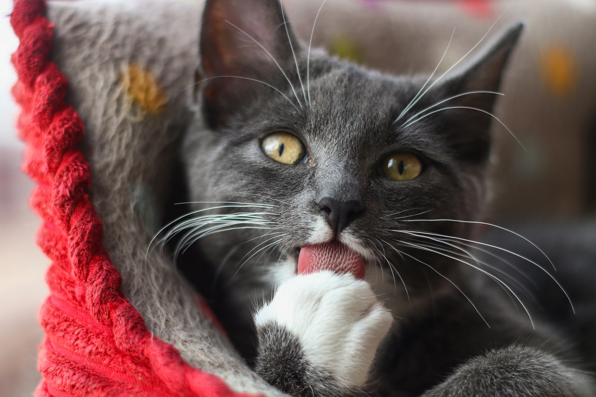 A grey cat licking its paw HD Wallpaper