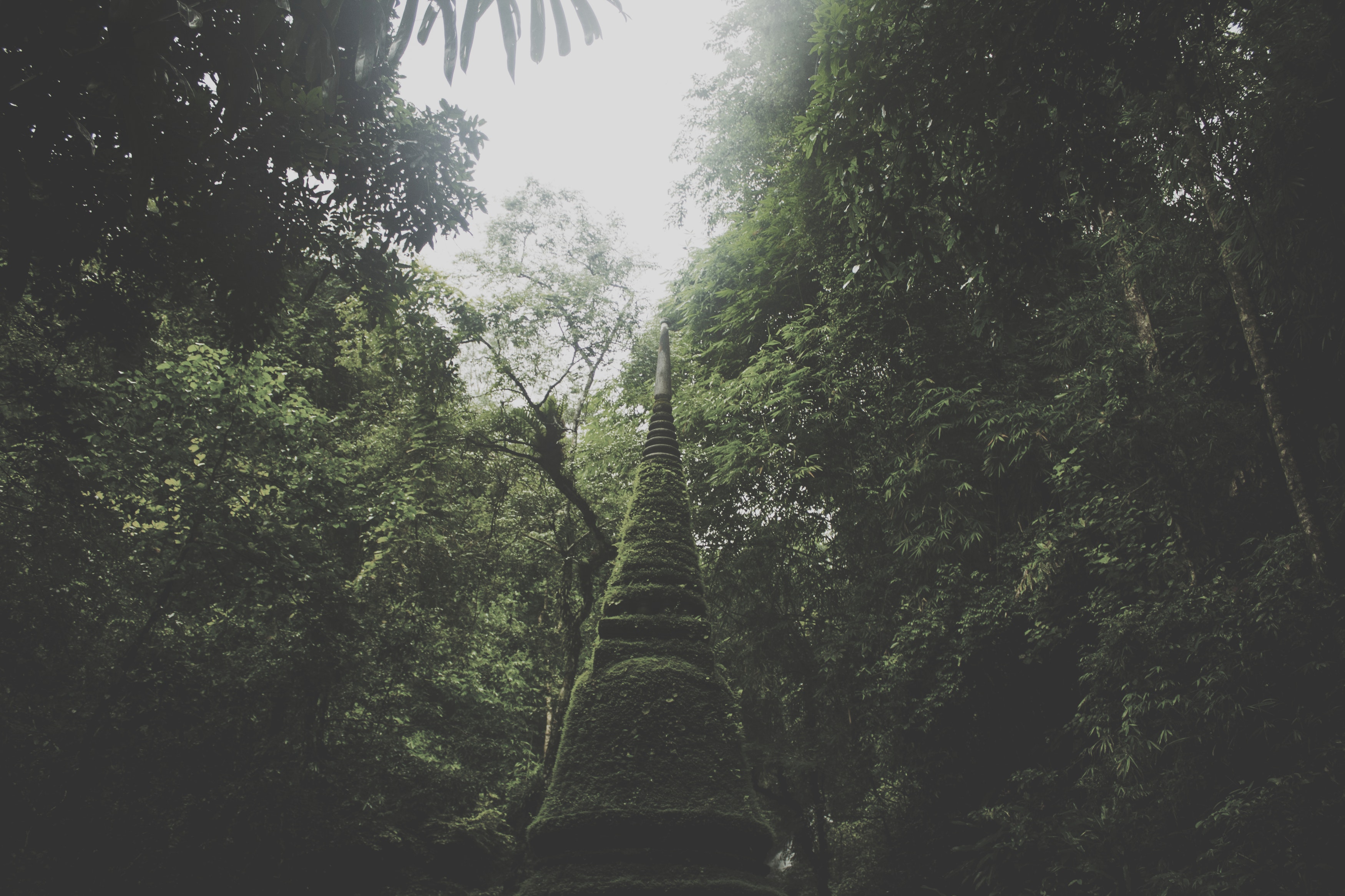 Moss-covered stupa in a dense forest HD Wallpaper