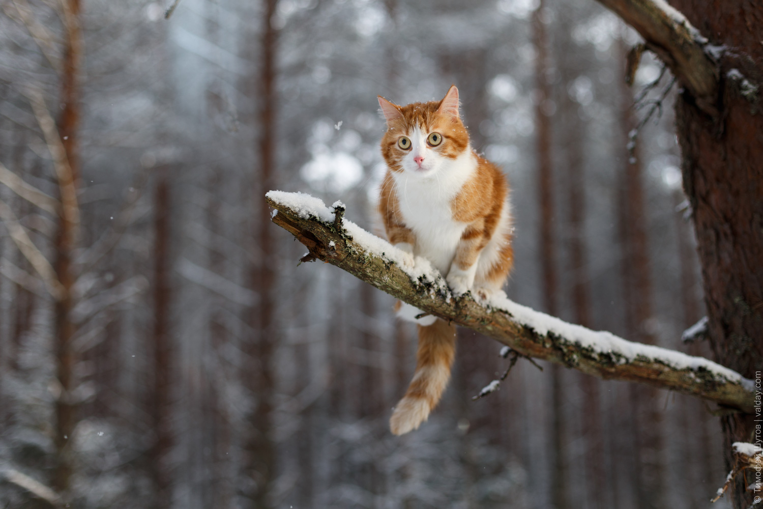 Orange and white cat sitting on a snow-covered branch in a winter forest HD Wallpaper