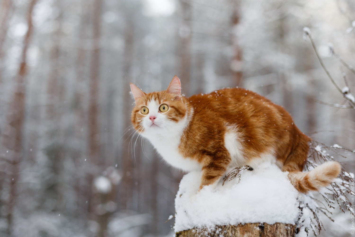 Orange and white cat on a snowy tree stump in winter HD Wallpaper