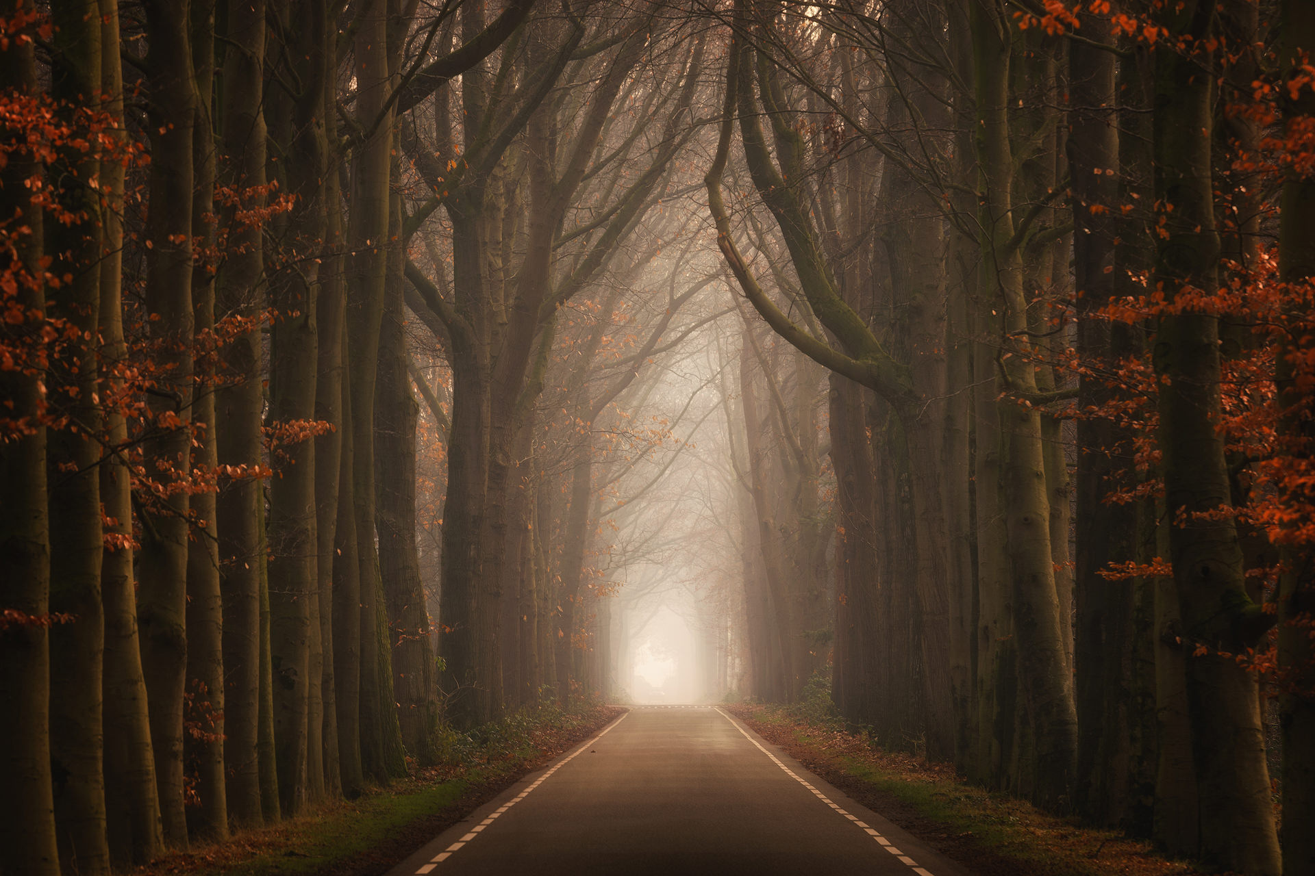 Road through a misty forest in autumn HD Wallpaper