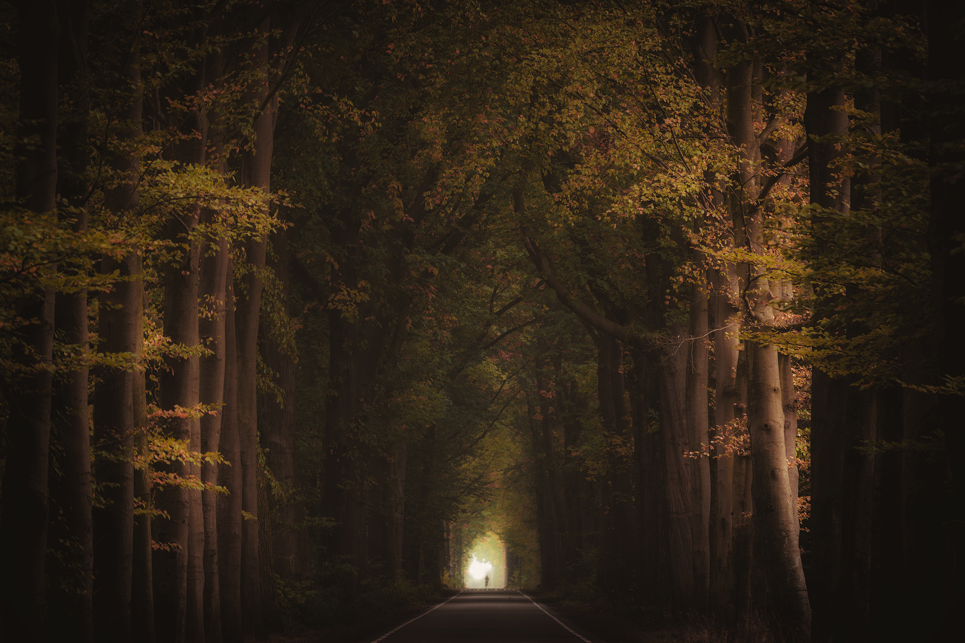 A person walks down a tree-lined road in autumn HD Wallpaper