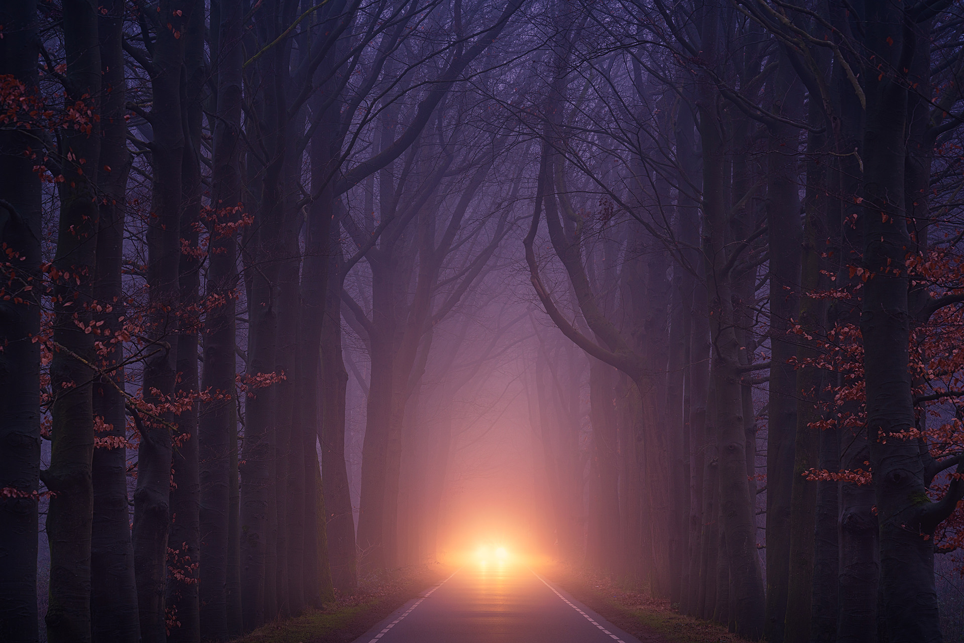 Road through a foggy forest with car headlights HD Wallpaper