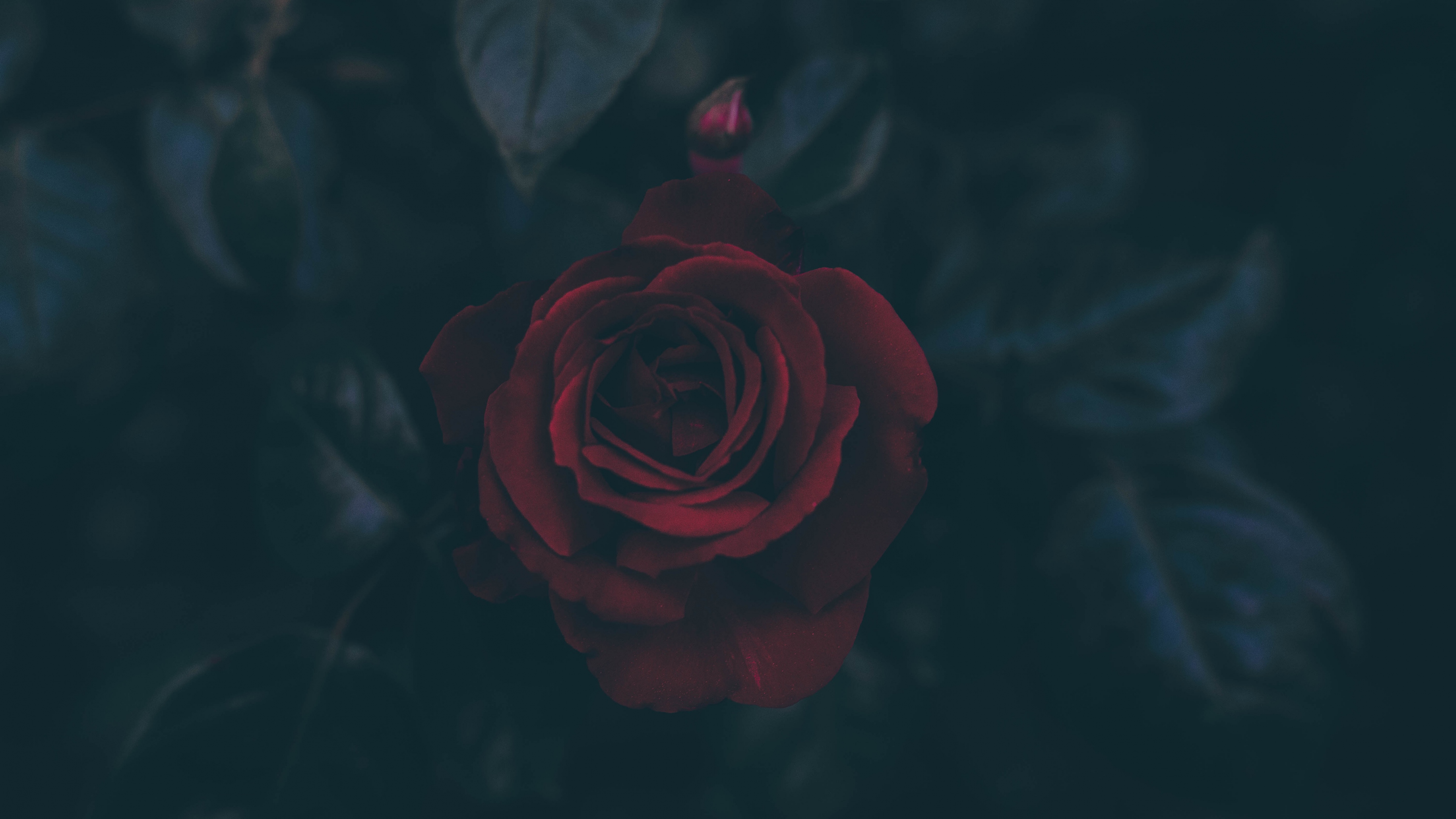A dark red rose with a bud HD Wallpaper