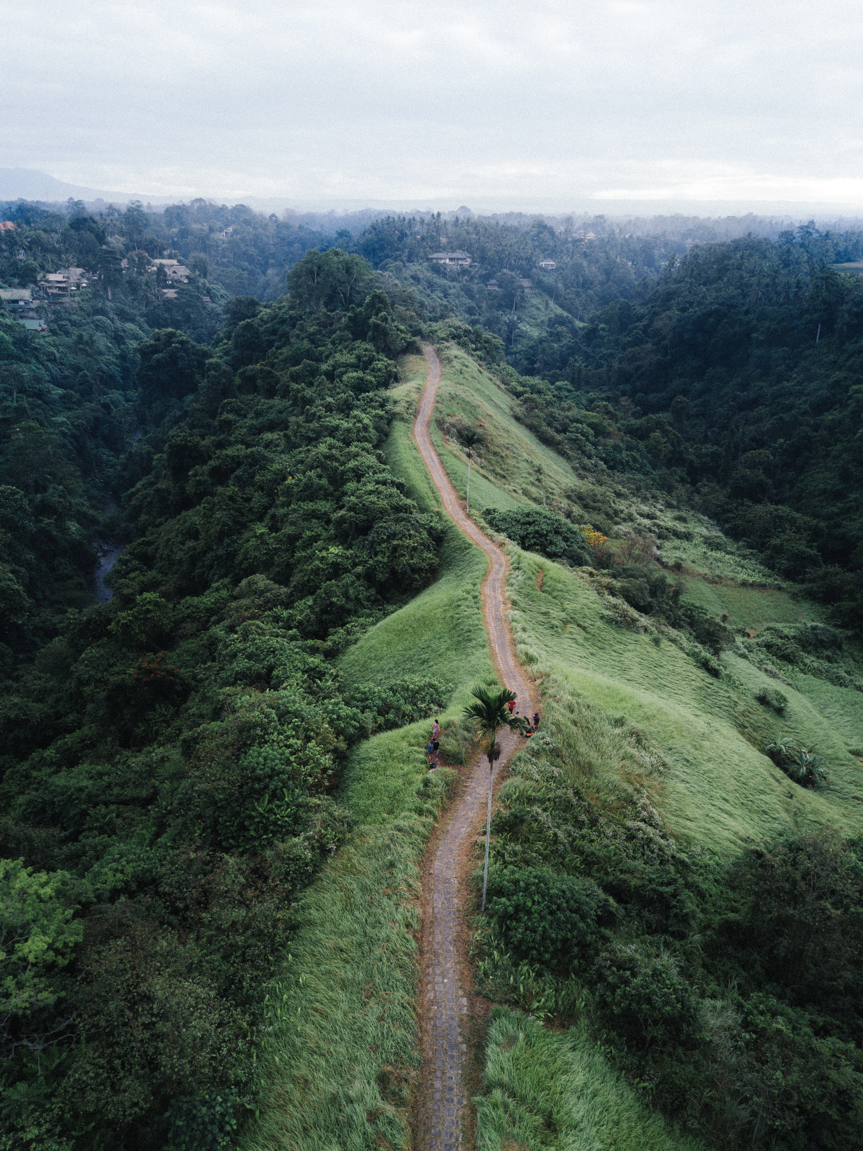 Path through lush green jungle hills HD Wallpaper