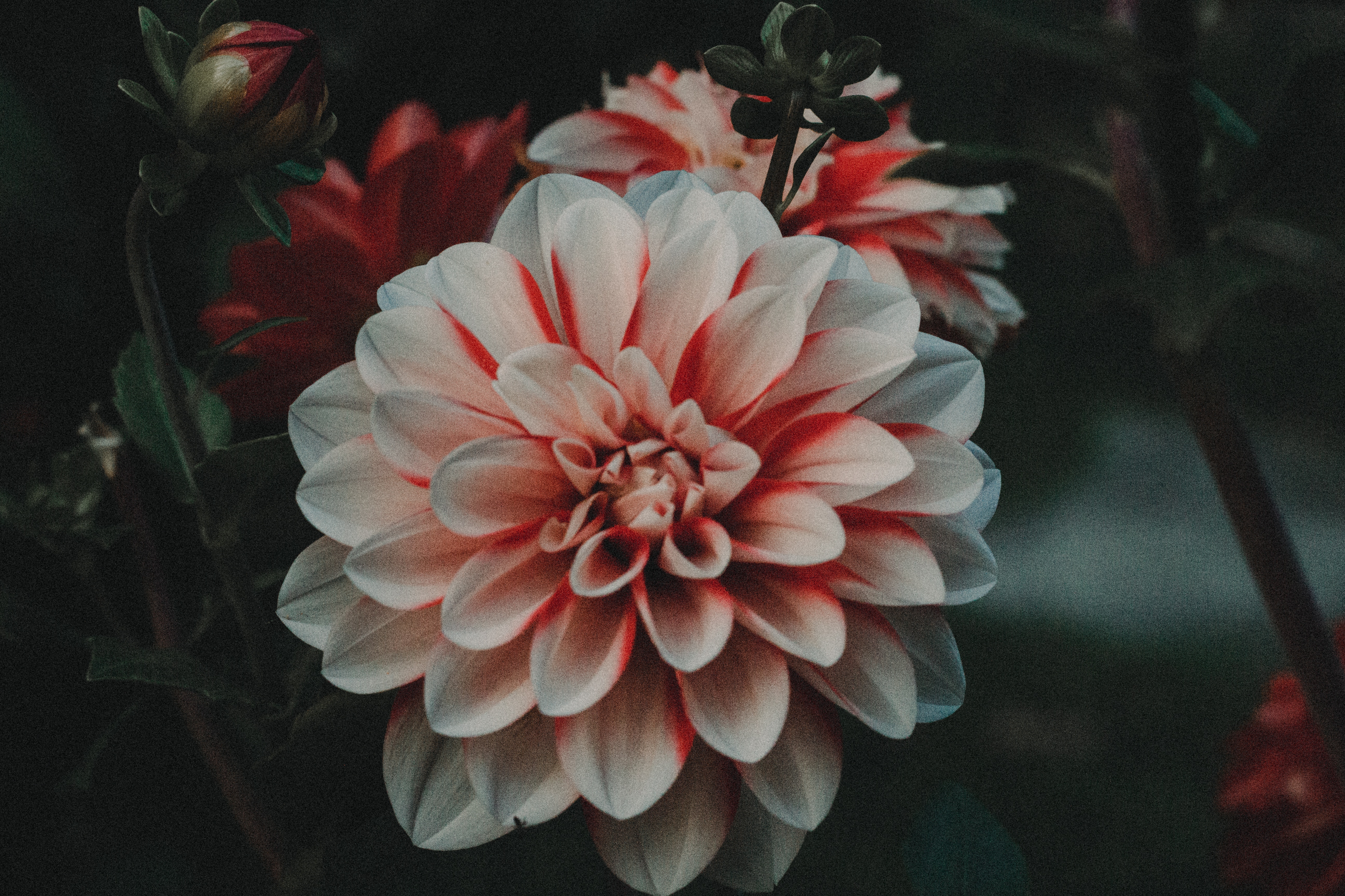Close-up of a bicolor dahlia flower HD Wallpaper
