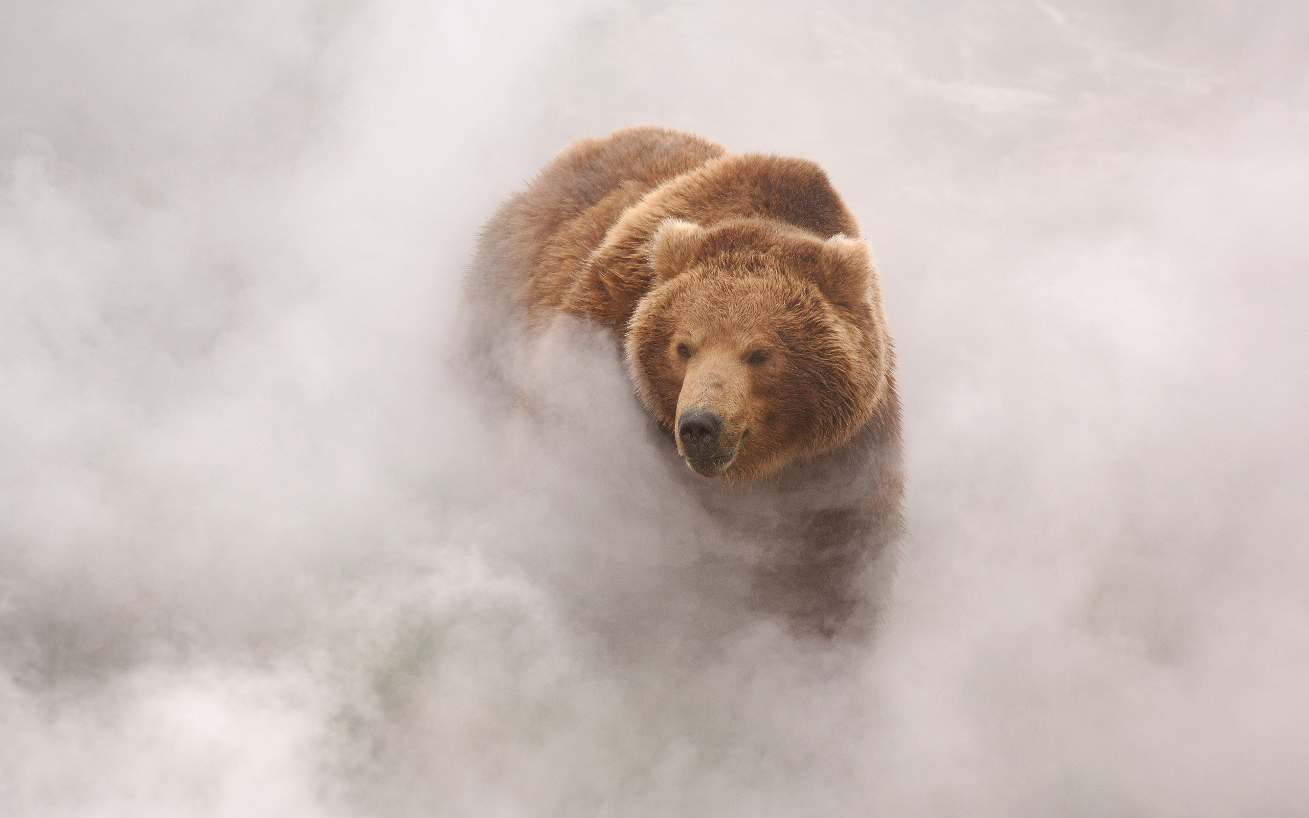 Brown bear emerging from mist HD Wallpaper