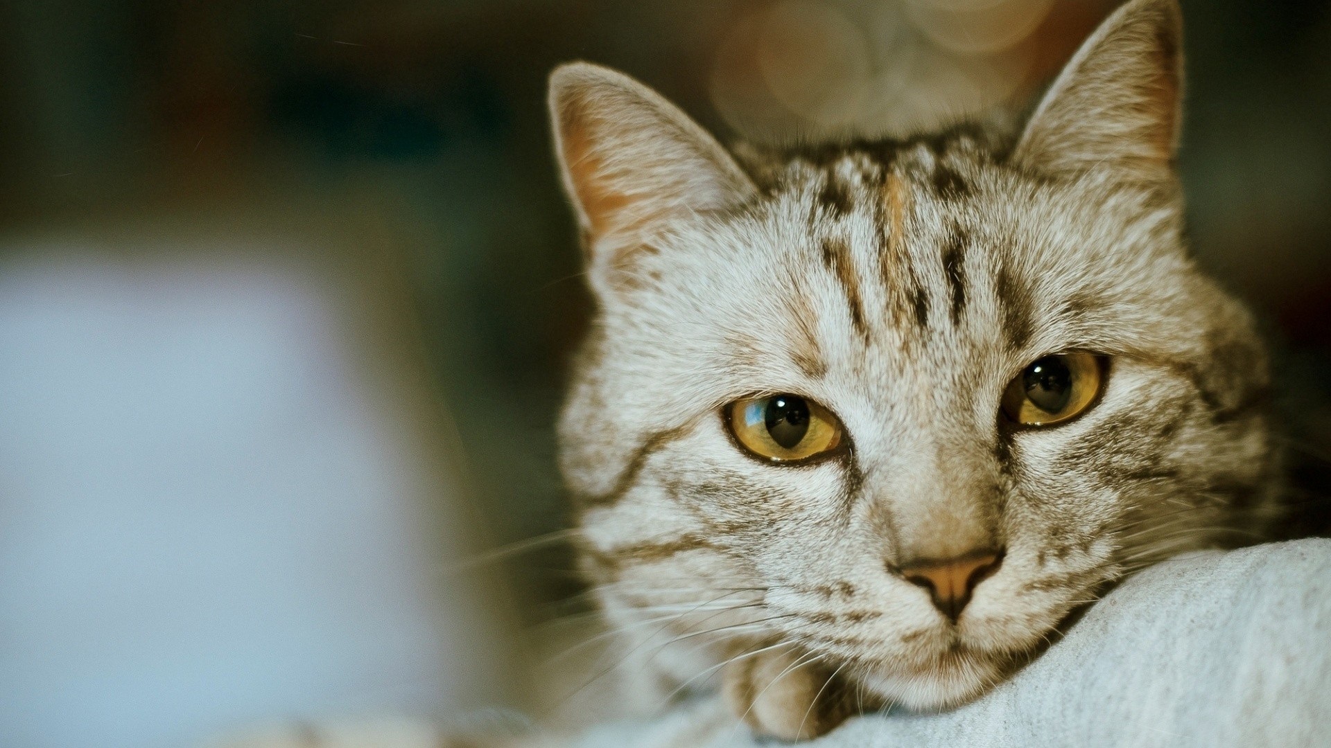 Close-up of a tabby cat's face HD Wallpaper