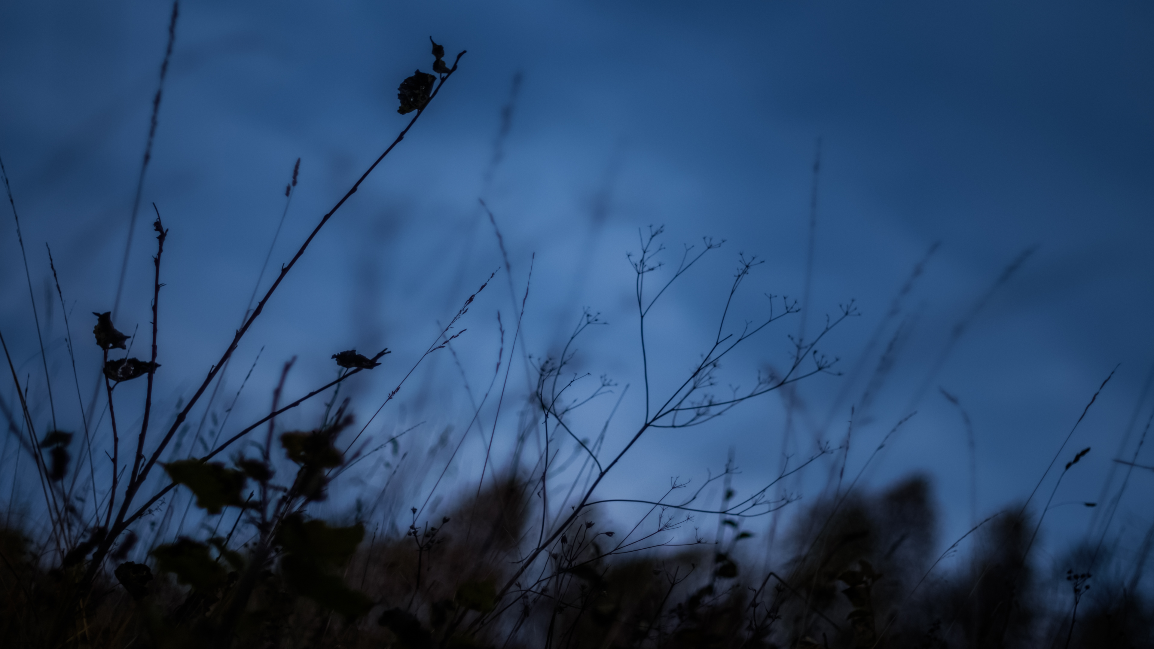 Silhouettes of plants against a dark blue sky HD Wallpaper