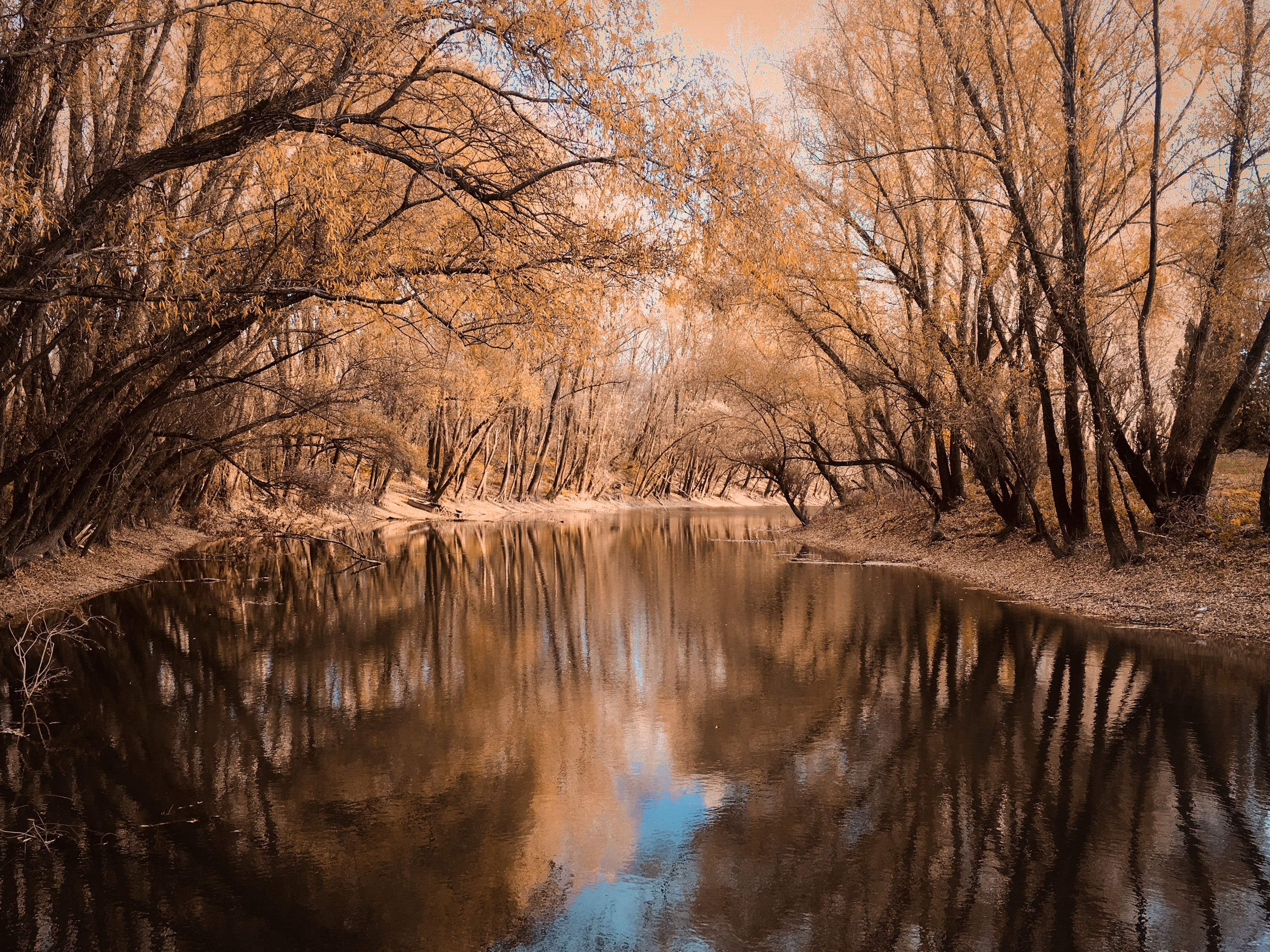 River flowing through an autumn forest HD Wallpaper