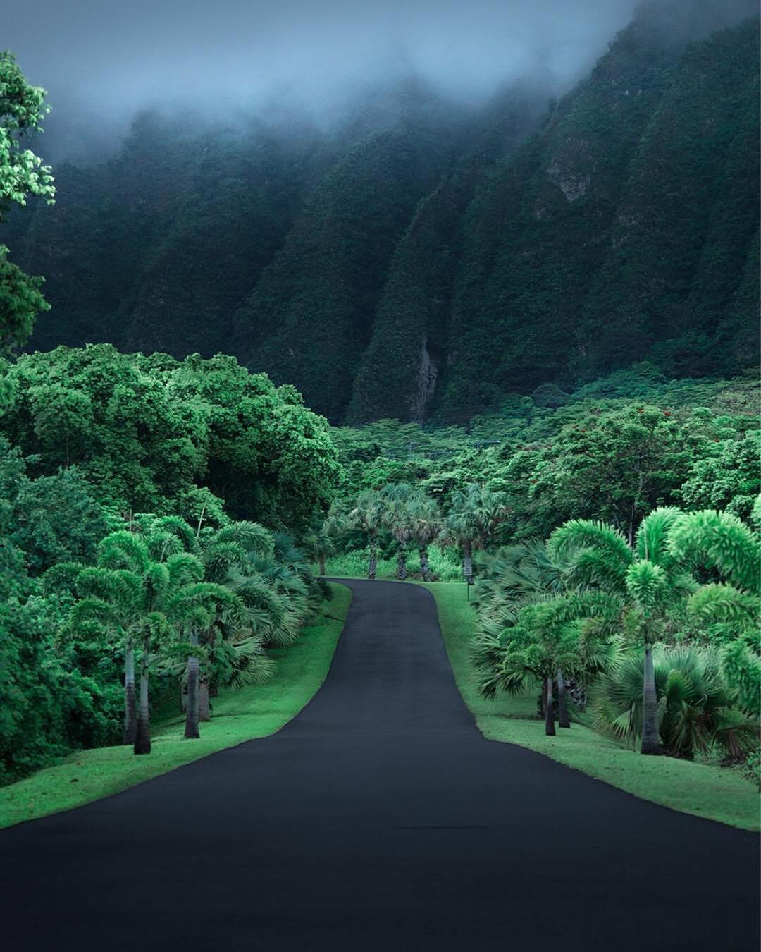 asphalt, jungle, Hawaii, mountains, road HD Wallpaper