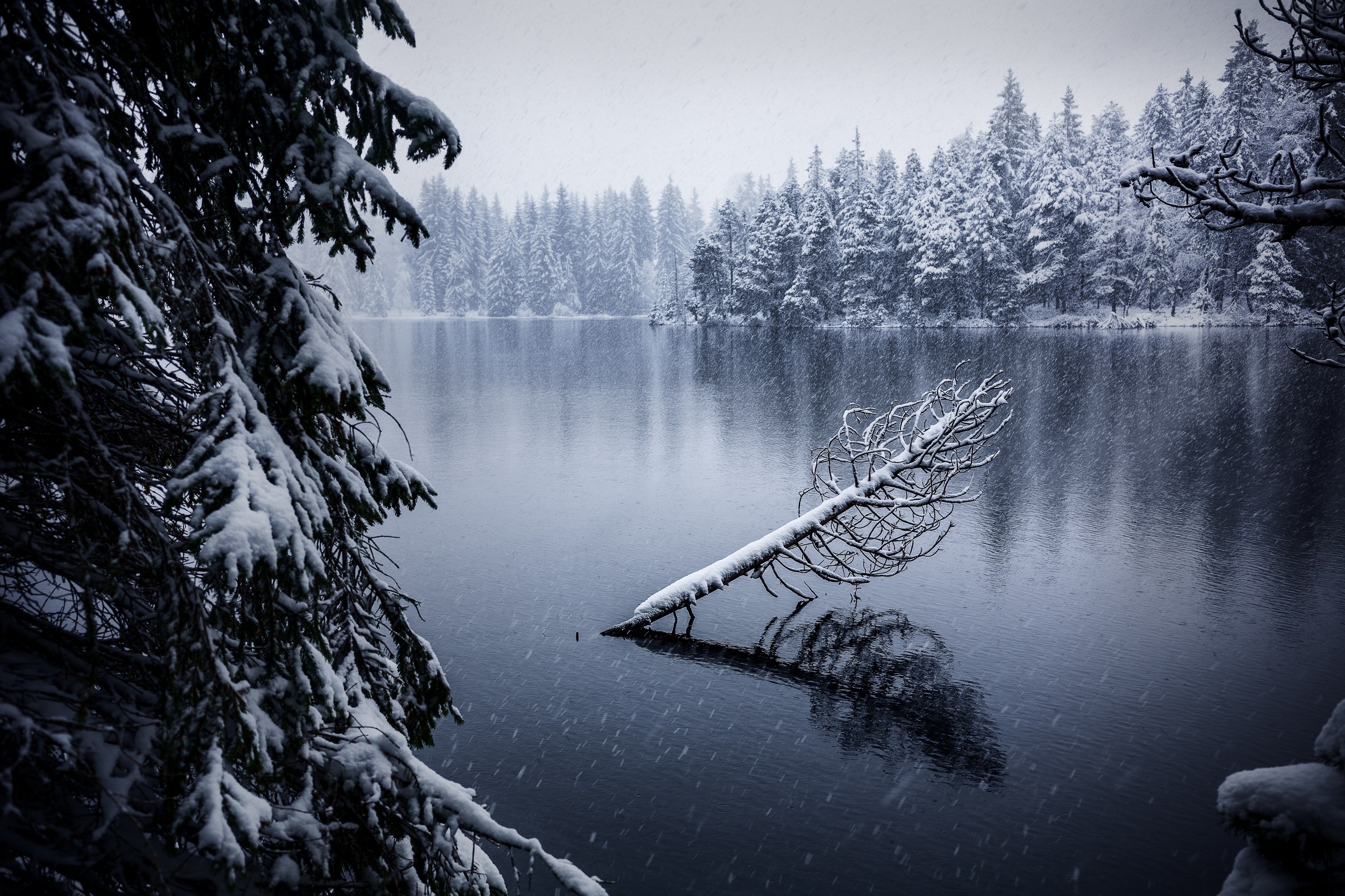 Snowy lake with fallen tree and pine forest HD Wallpaper