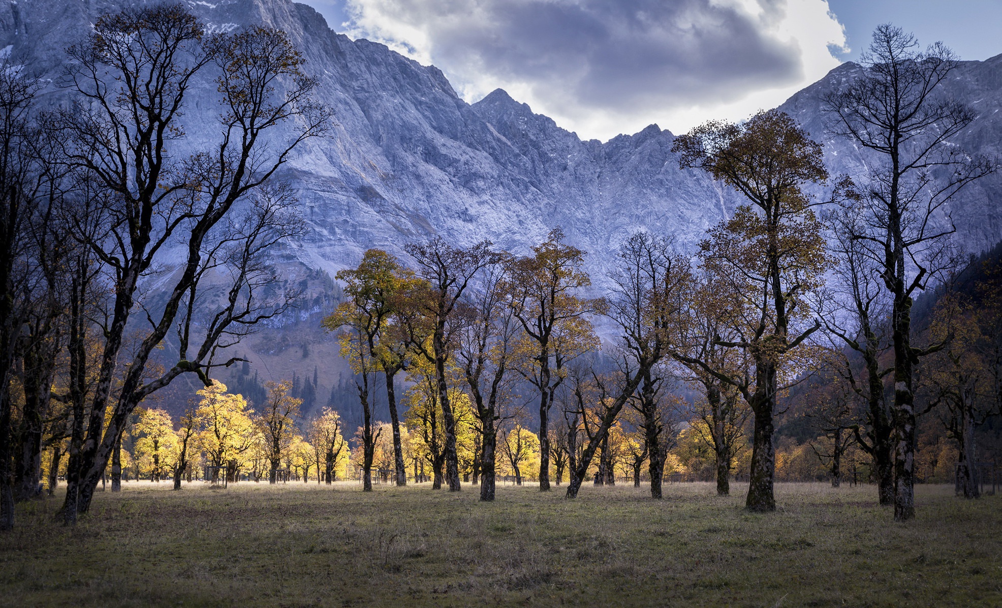 Autumn trees in front of a mountain range HD Wallpaper