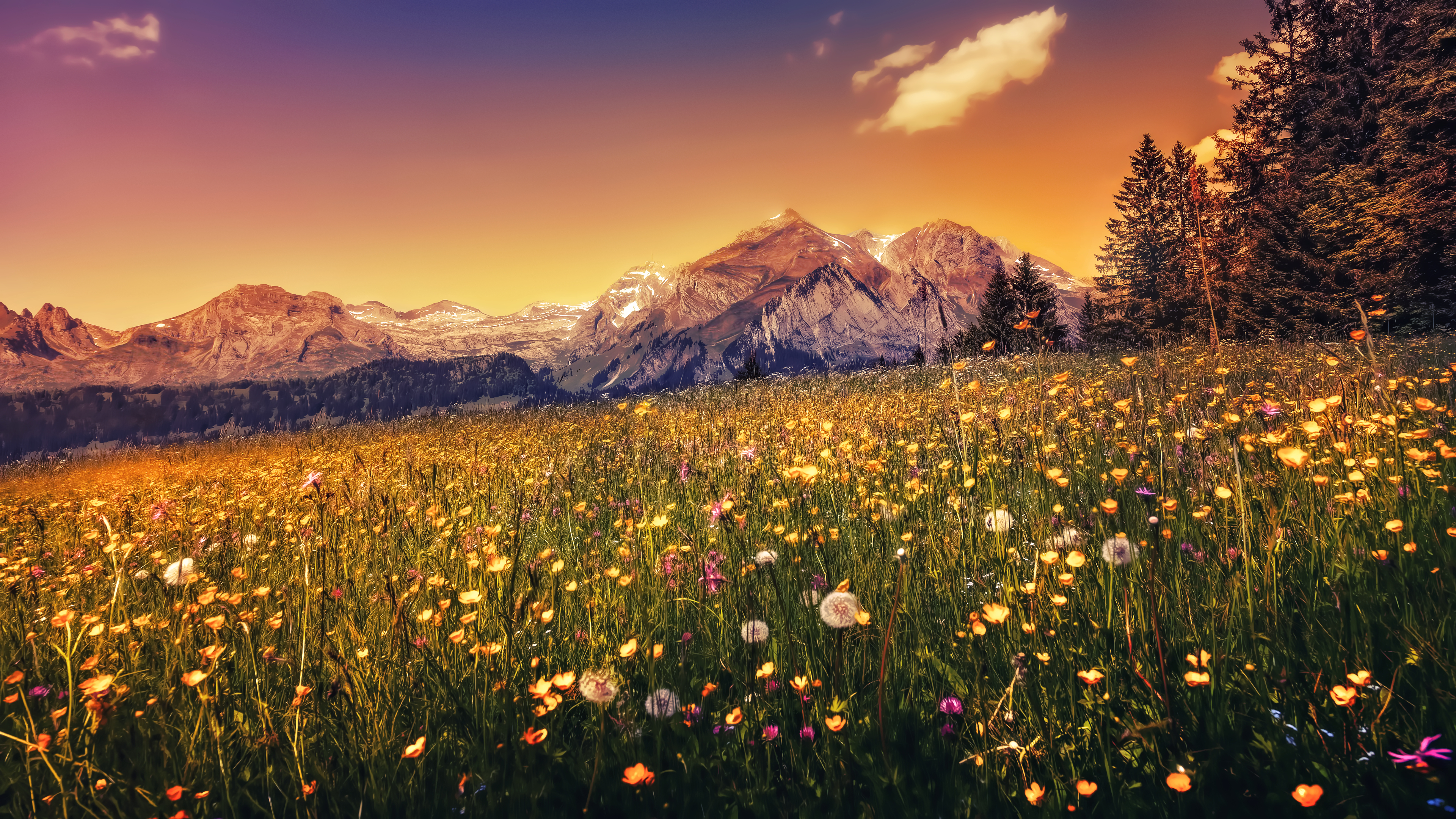 Mountain landscape with a field of flowers at sunset HD Wallpaper