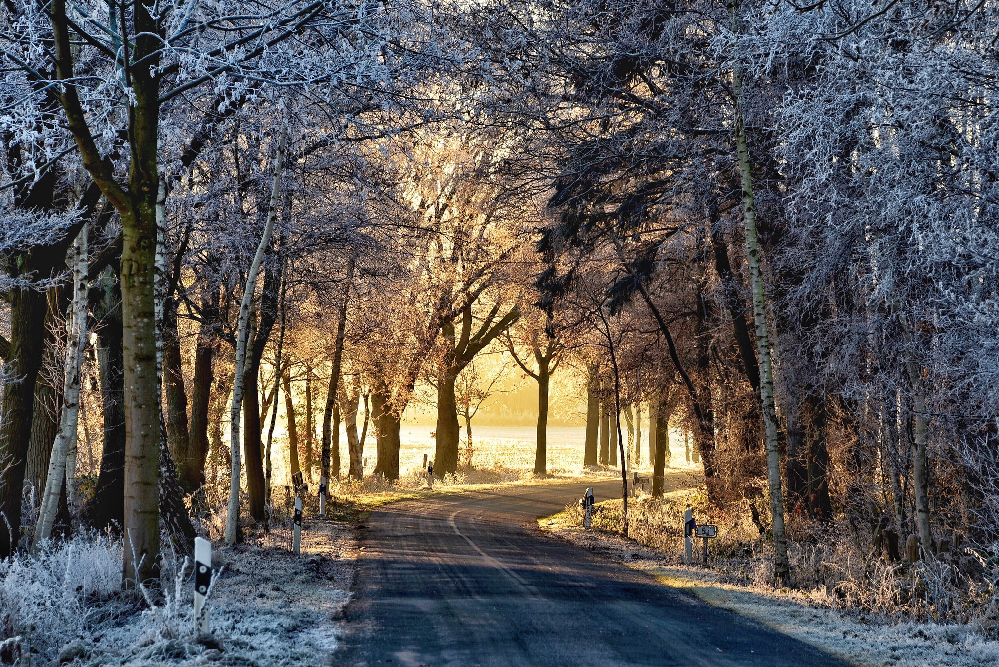 Winter road through frosted trees with sunlight HD Wallpaper