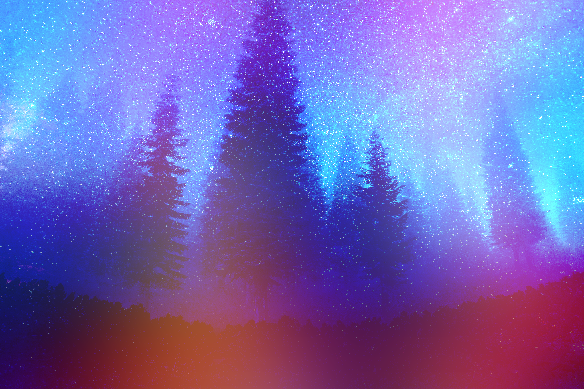 Night forest with aurora borealis and stars HD Wallpaper