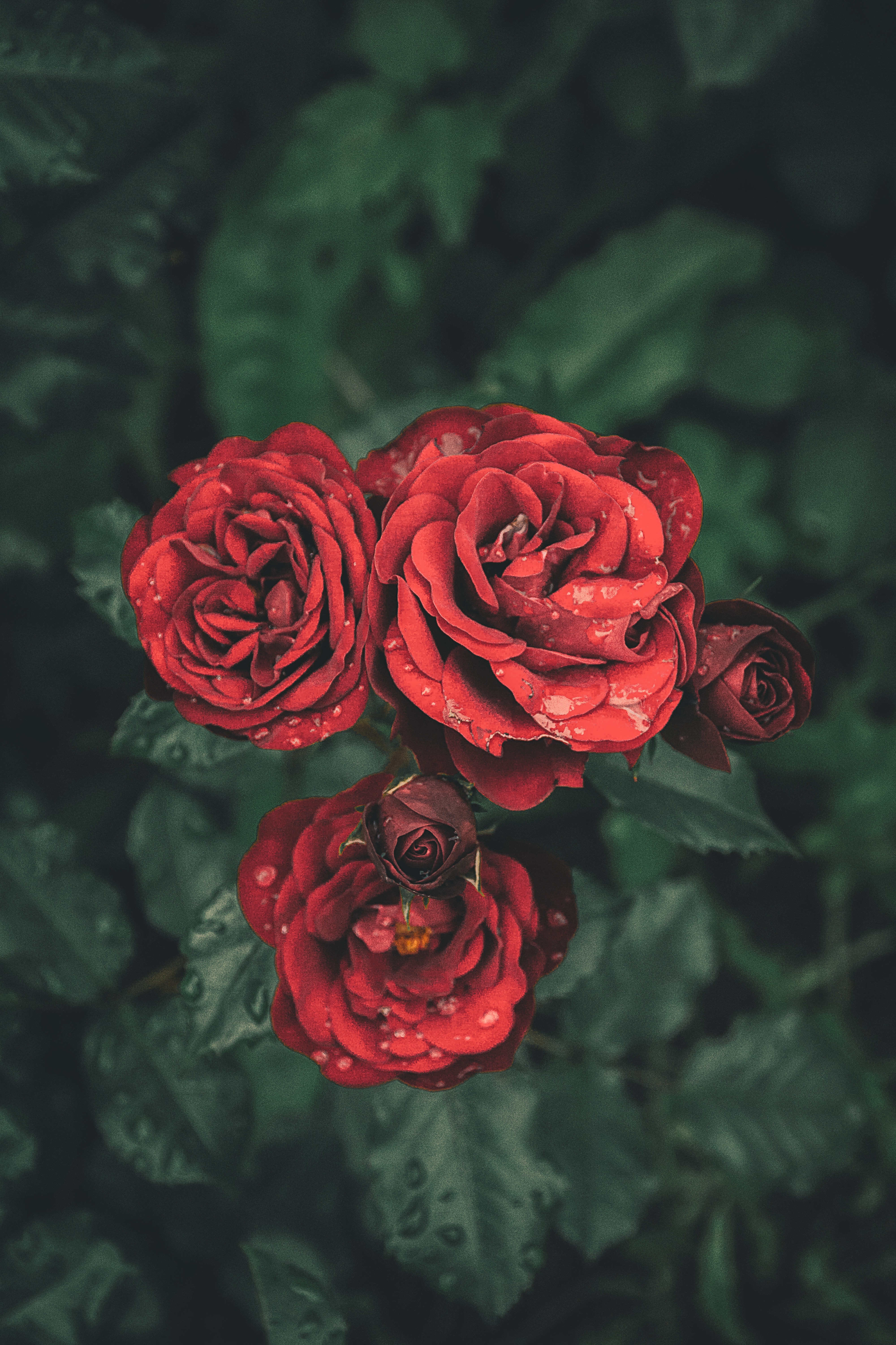 Red roses with water droplets HD Wallpaper