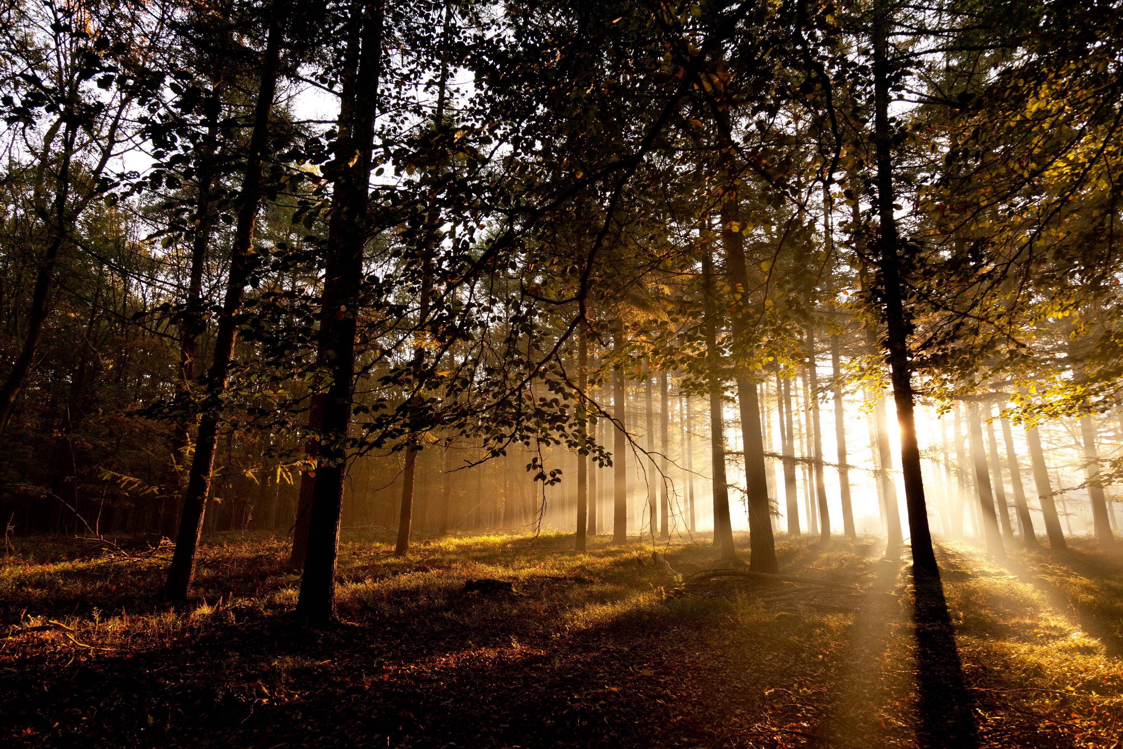 Sunlight filtering through trees in a forest HD Wallpaper