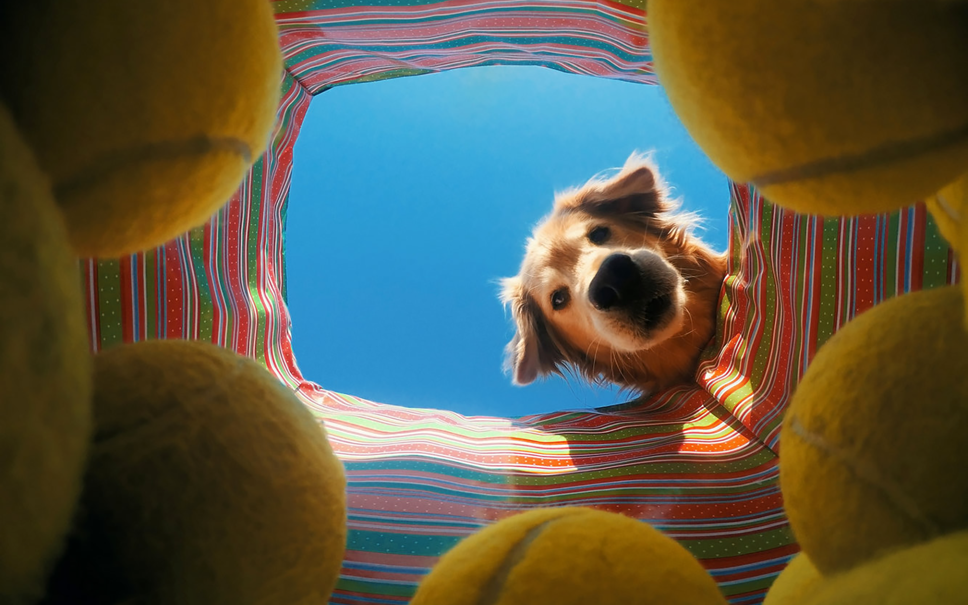 Golden Retriever dog looking down at tennis balls HD Wallpaper