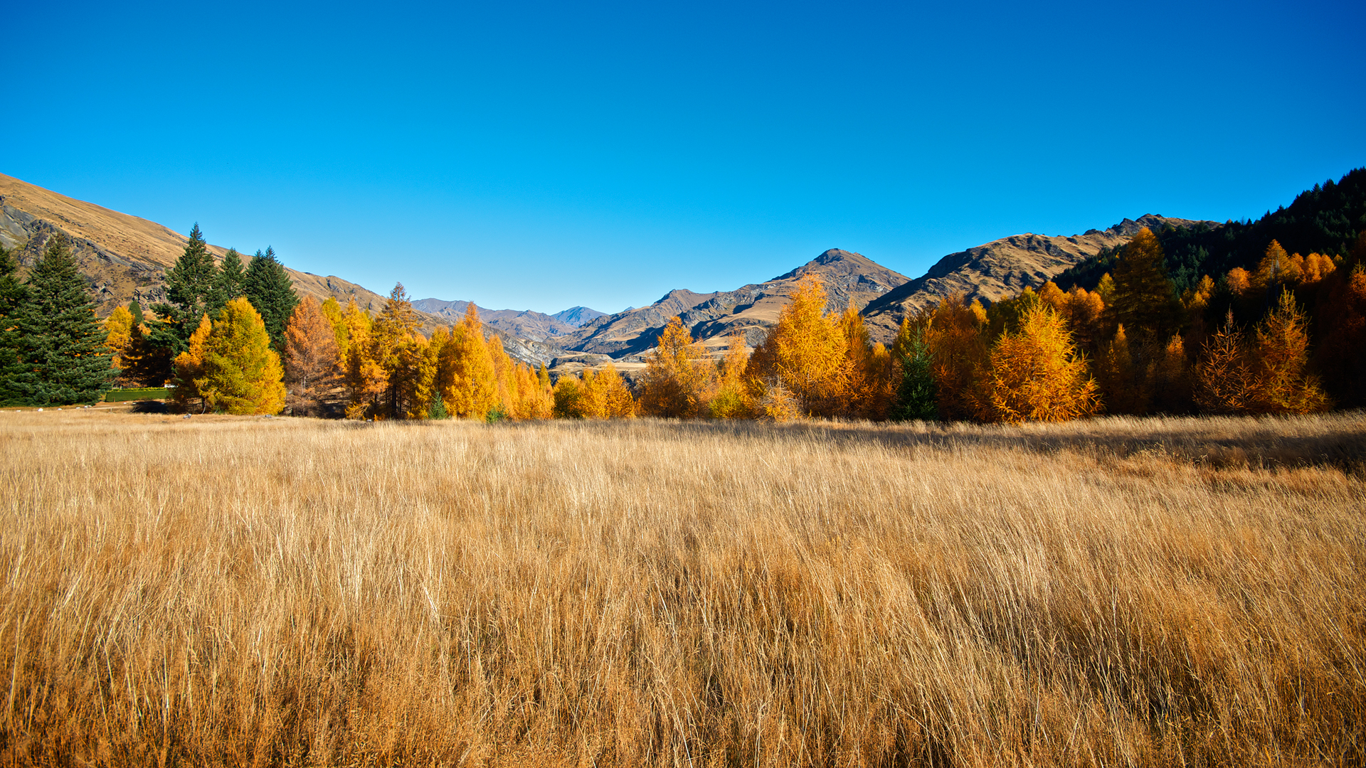 Golden autumn trees and mountains under a clear blue sky HD Wallpaper