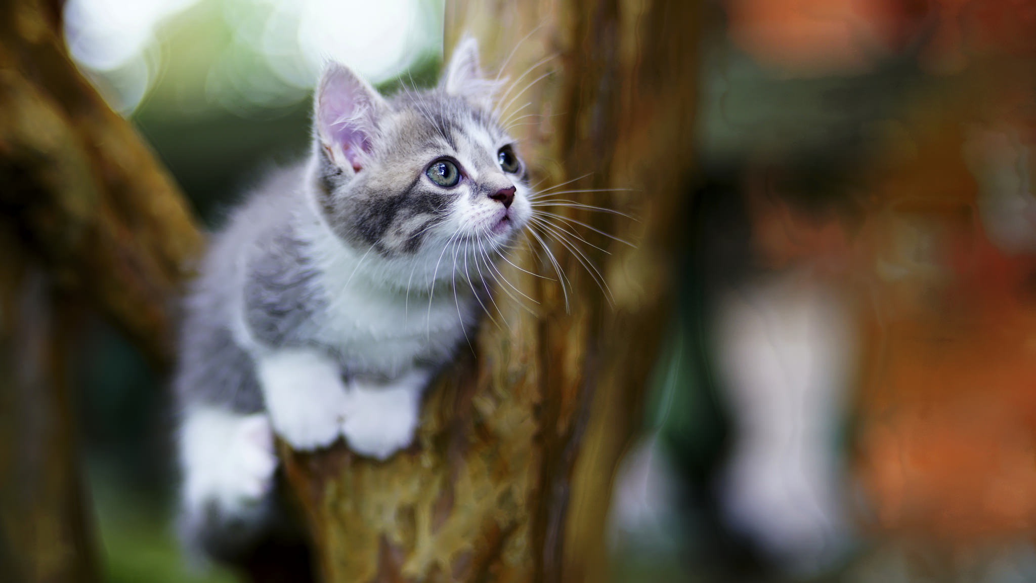 Kitten climbing on a tree HD Wallpaper