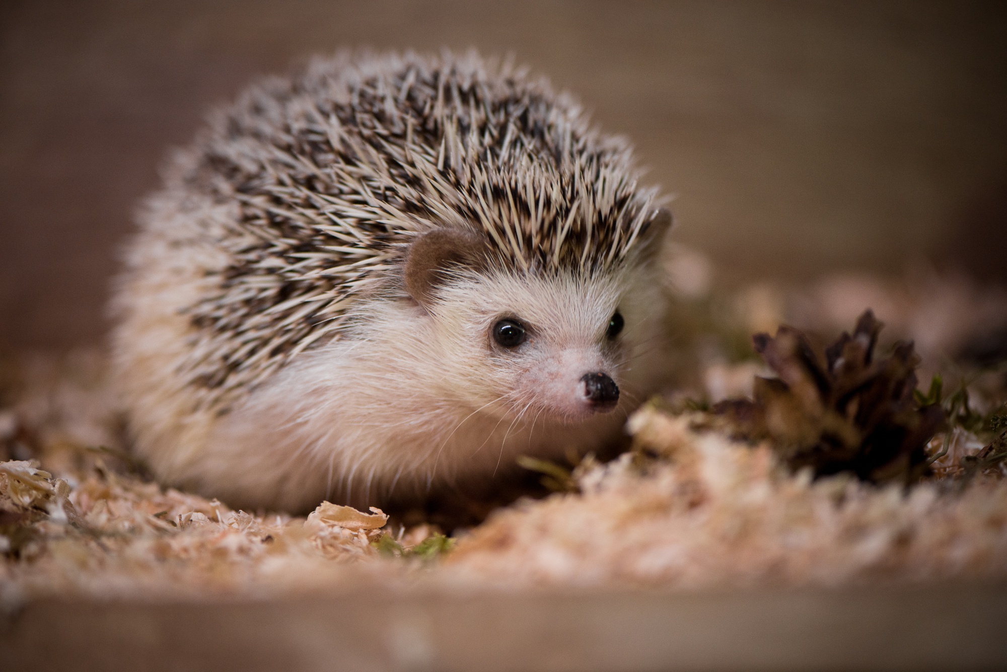 A hedgehog in a bed of wood shavings HD Wallpaper