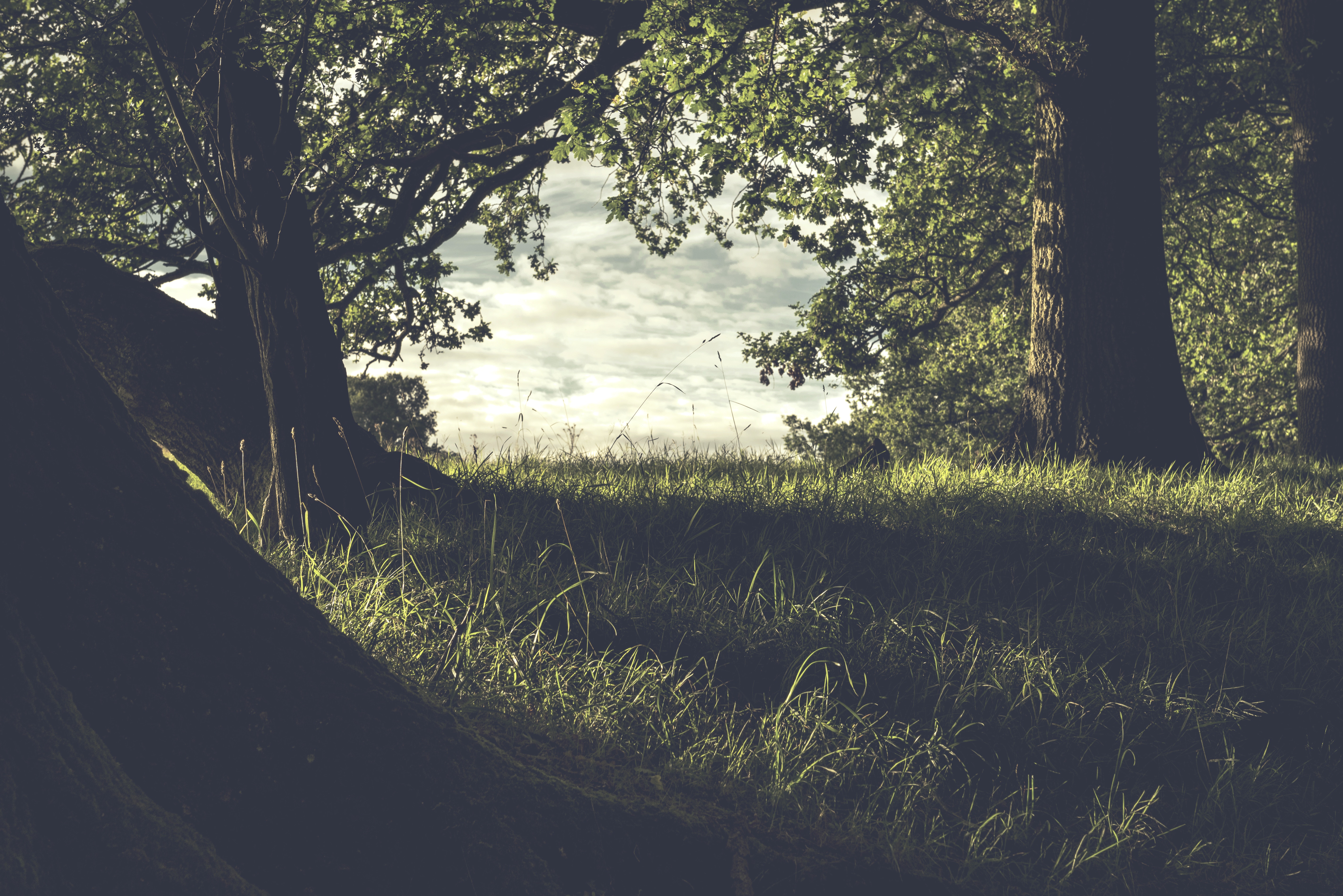 Trees and grass in Pembury, UK HD Wallpaper